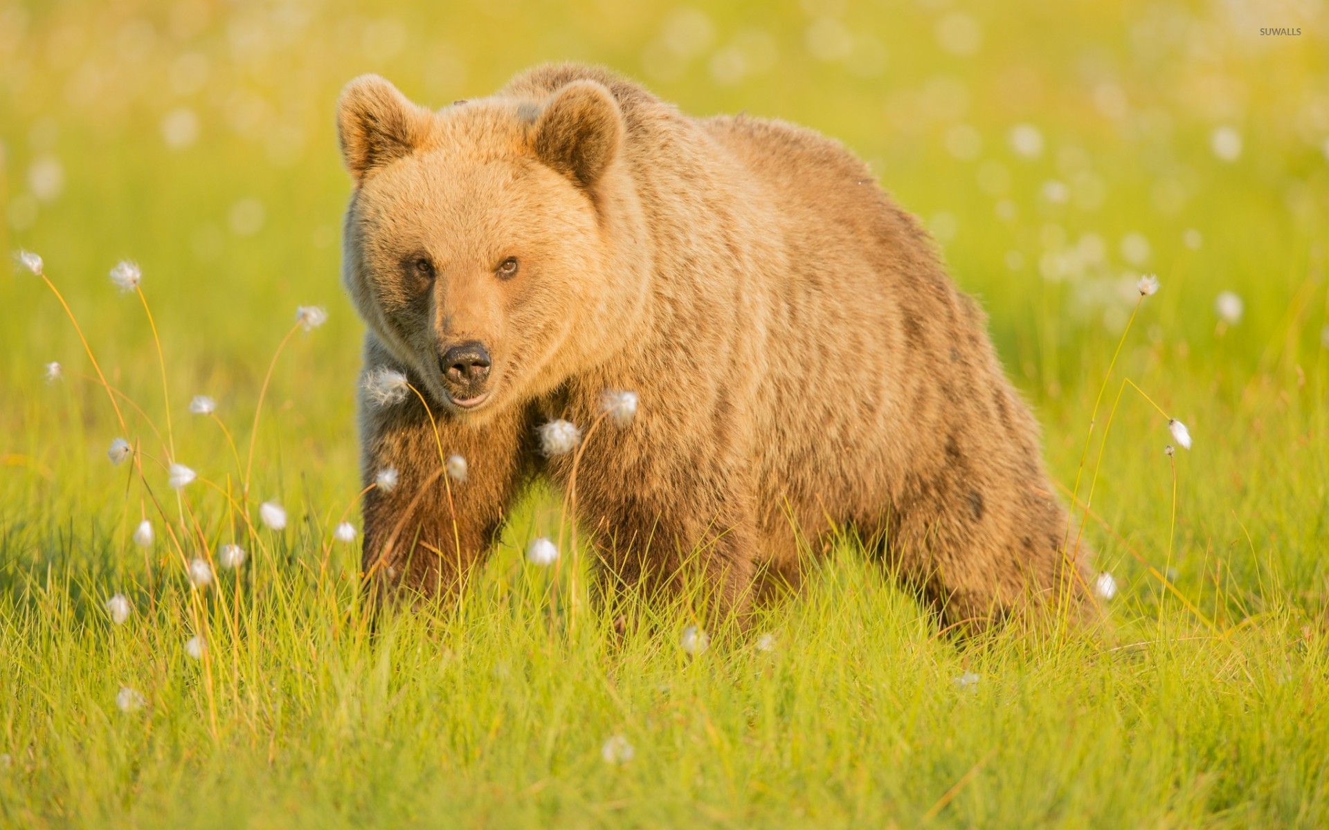 Brown bear in the grass wallpaper wallpaper