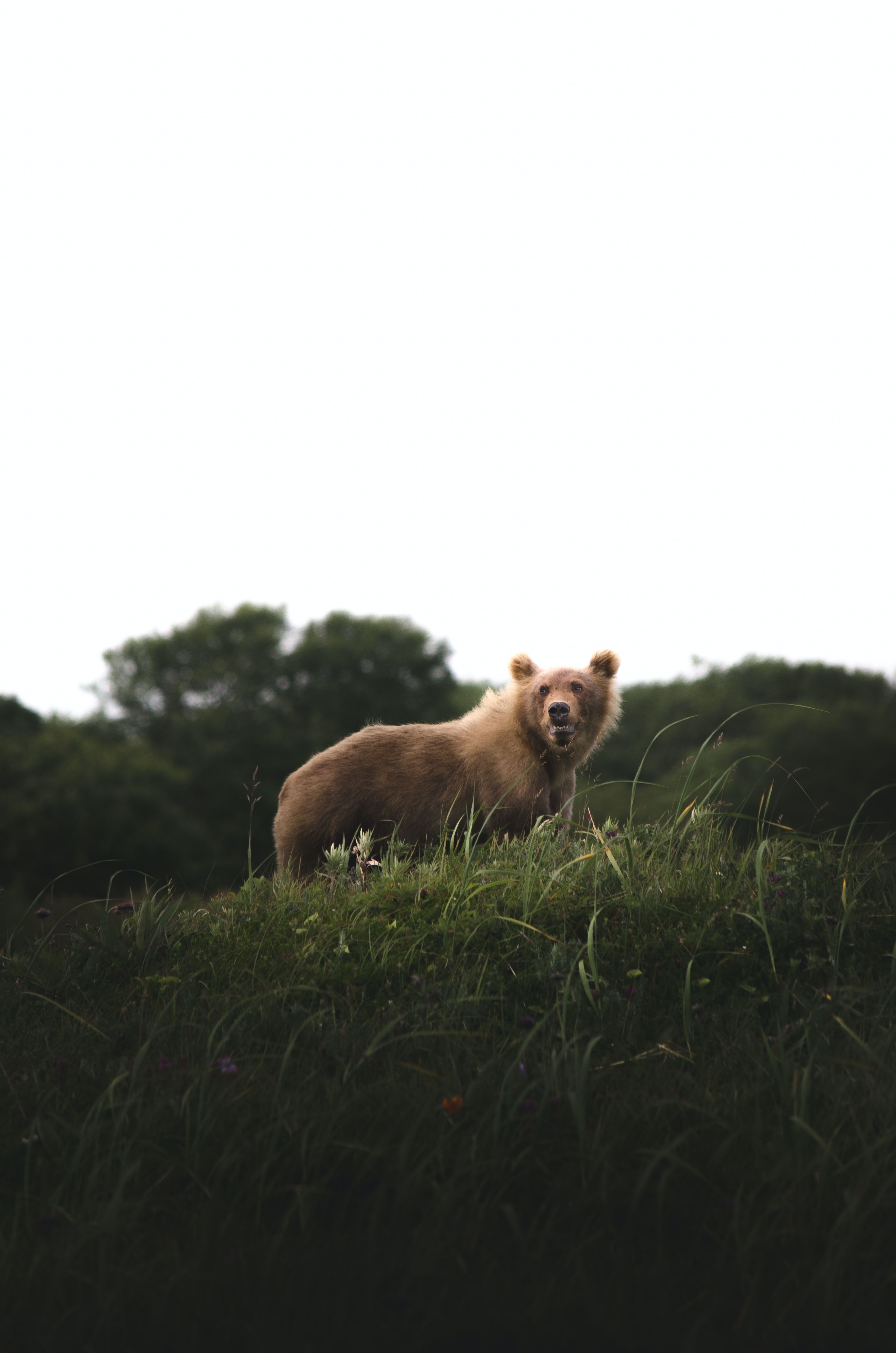 brown fox on green grass field during daytime photo