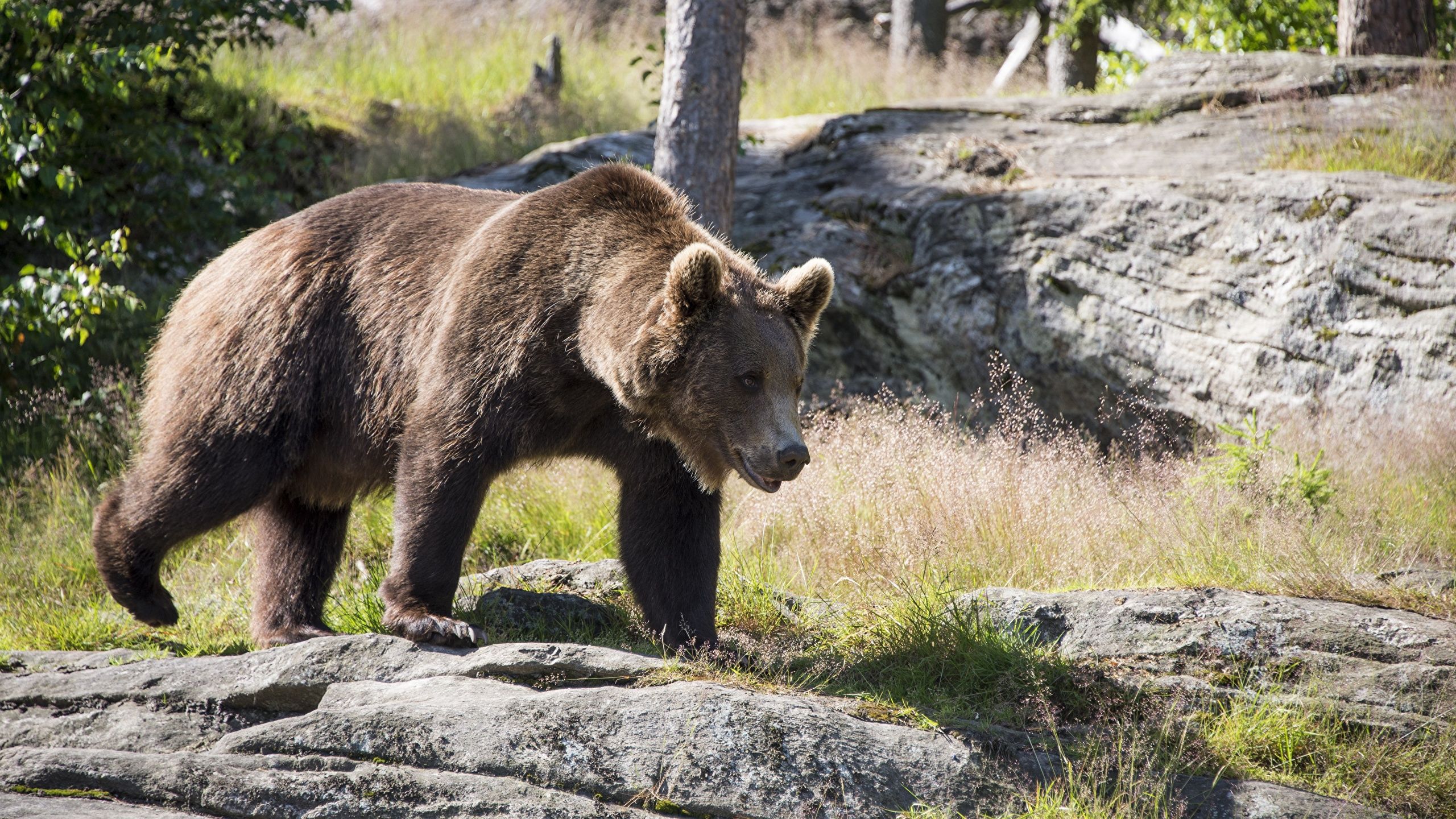 Image Brown Bears bear Grass animal 2560x1440