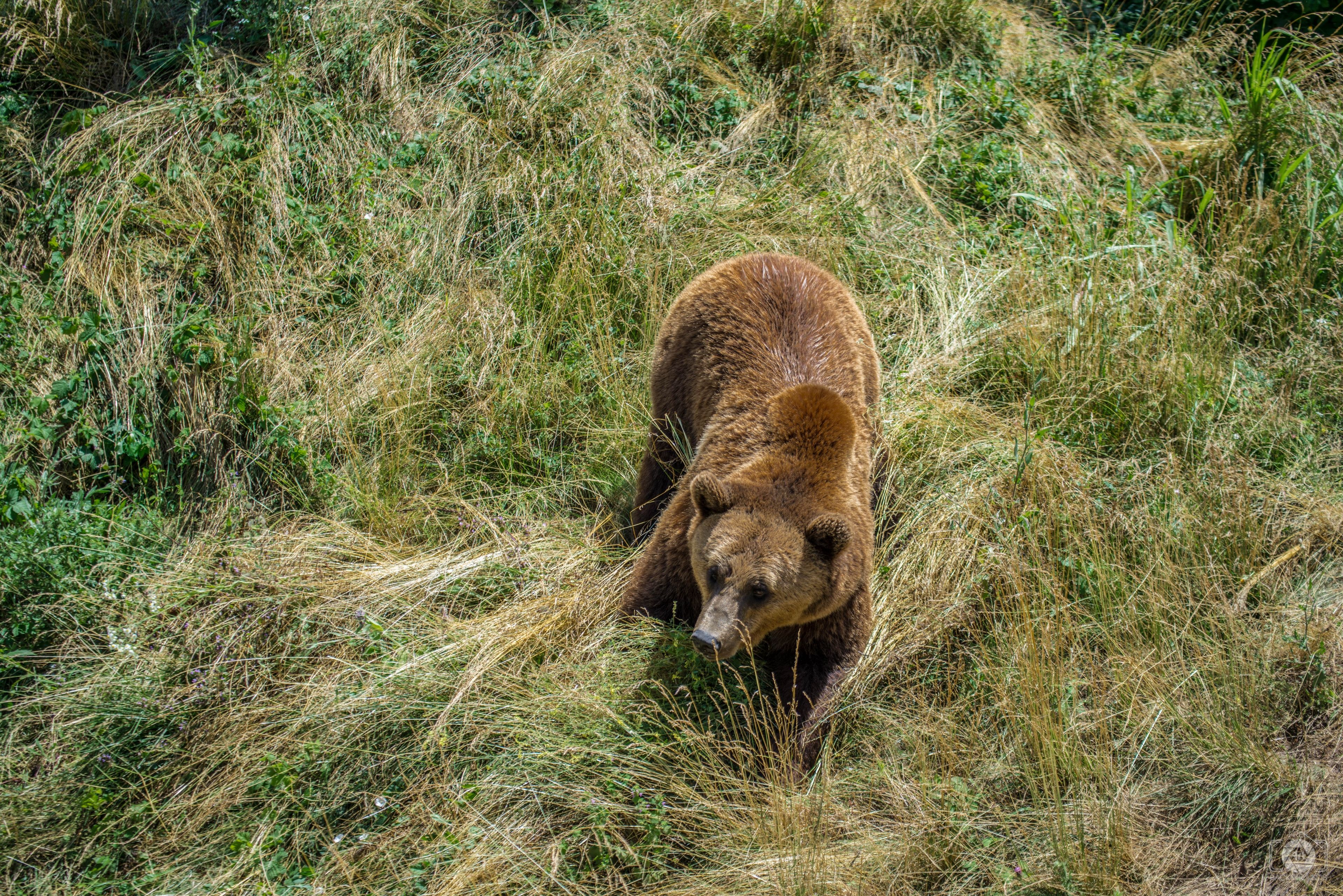 Brown Bear In The Grass Background Quality Free Background