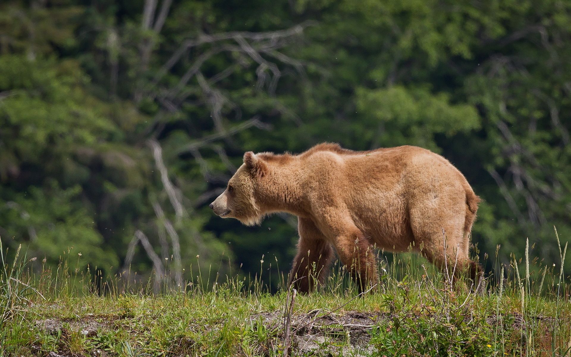 bears, Brown, Grass, Animals, Bear Wallpaper HD / Desktop