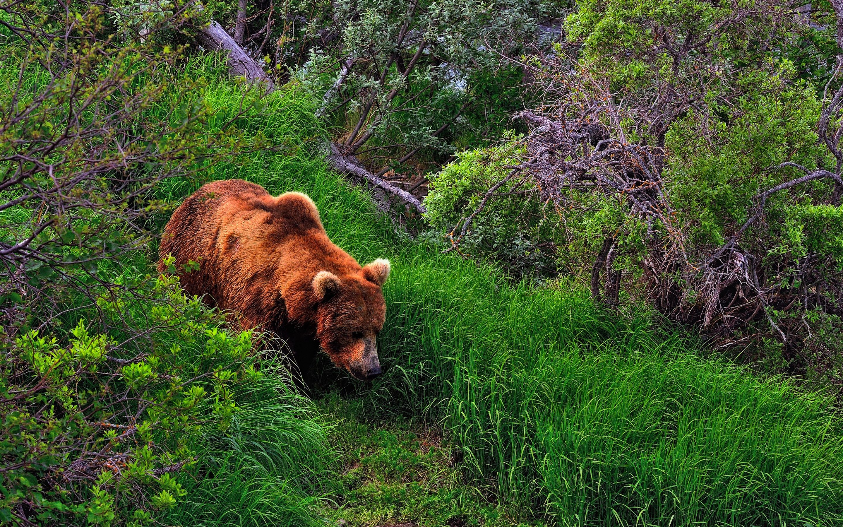 Wallpaper Summer, brown bear, grass 2880x1800 HD Picture, Image