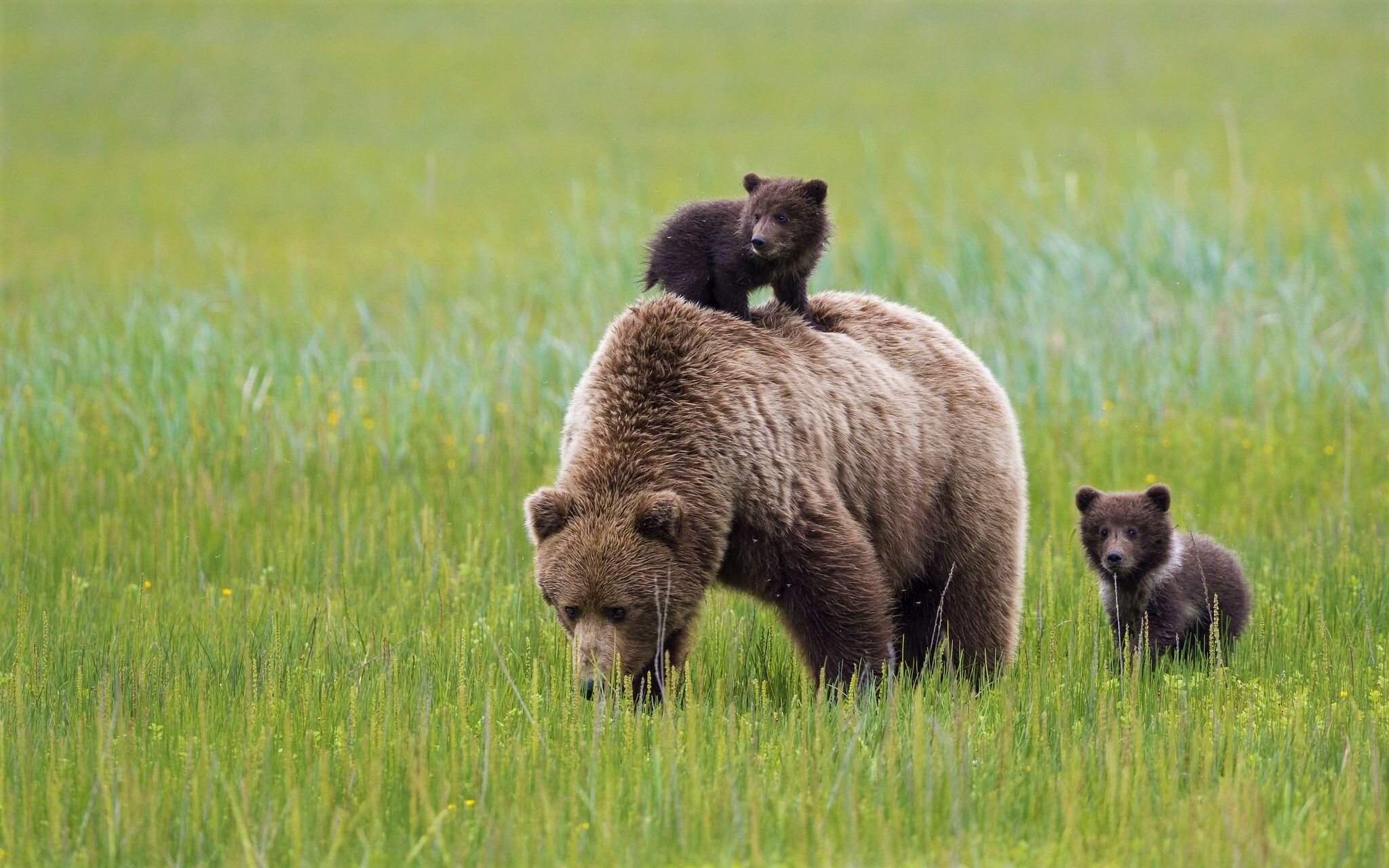 Mother Bear with Her Cubs HD Wallpaper. Background Image