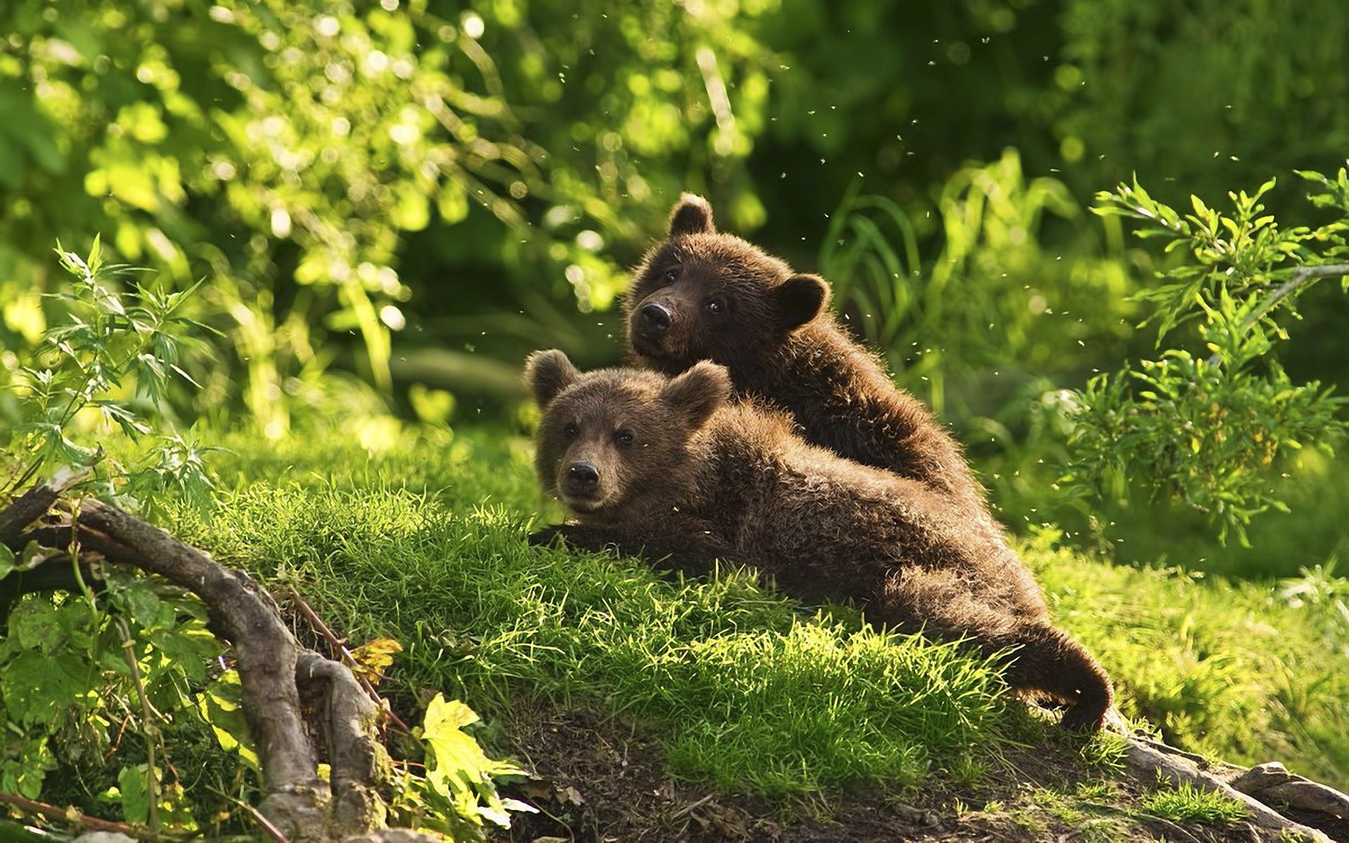 Wallpaper bear cubs, bear, brown bear, grass, tree, forest