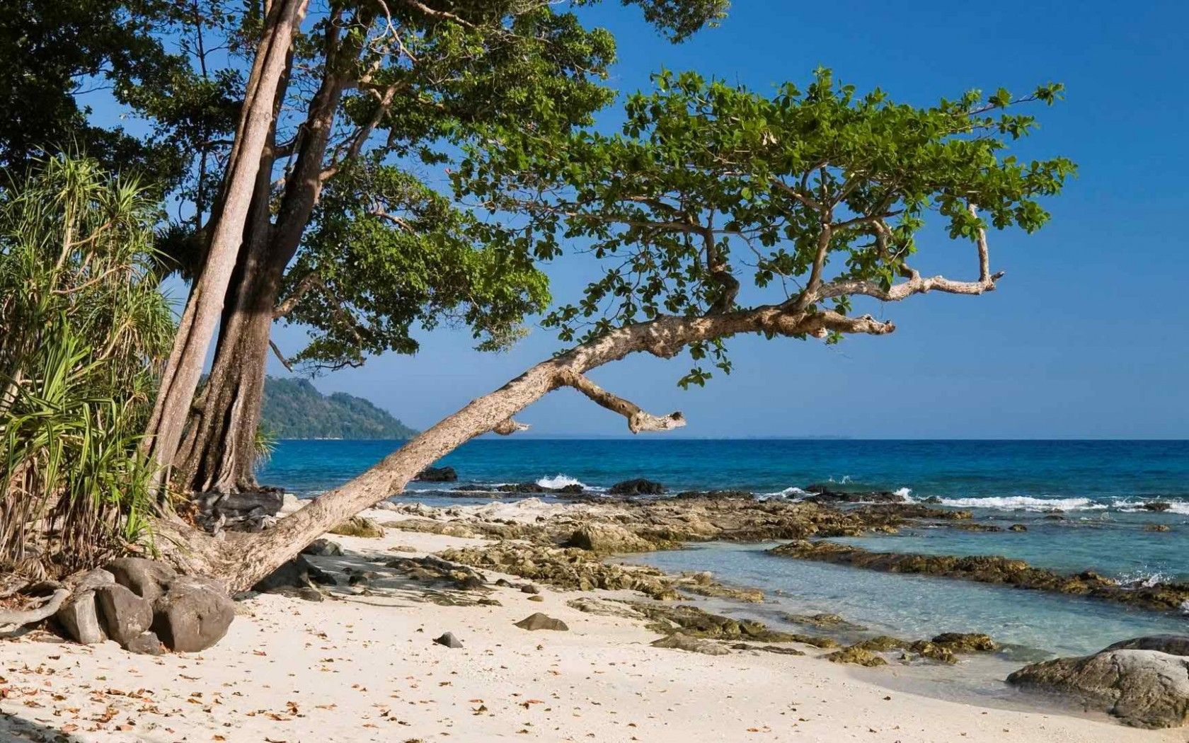 Amazing Tree On Beach Wallpaper HD, Wallpaper13.com