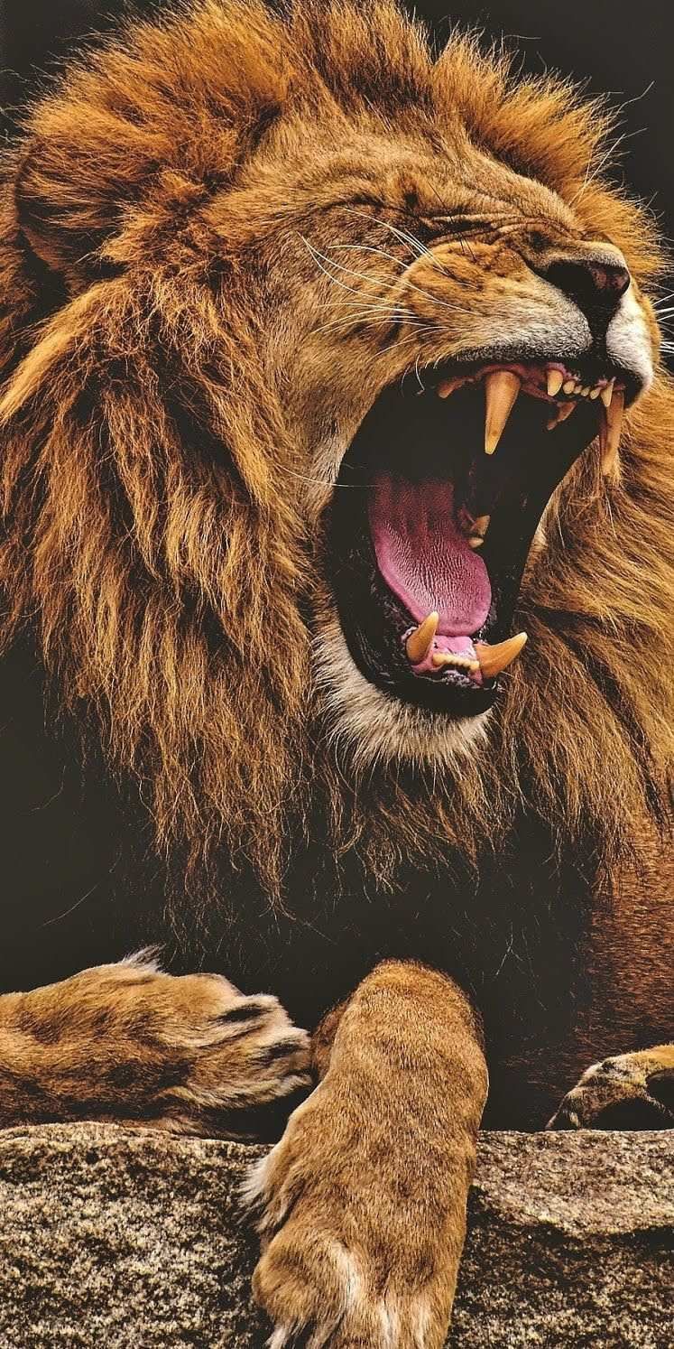Lion Roaring iPhone Wallpaper 4K. Lion photography, Lion