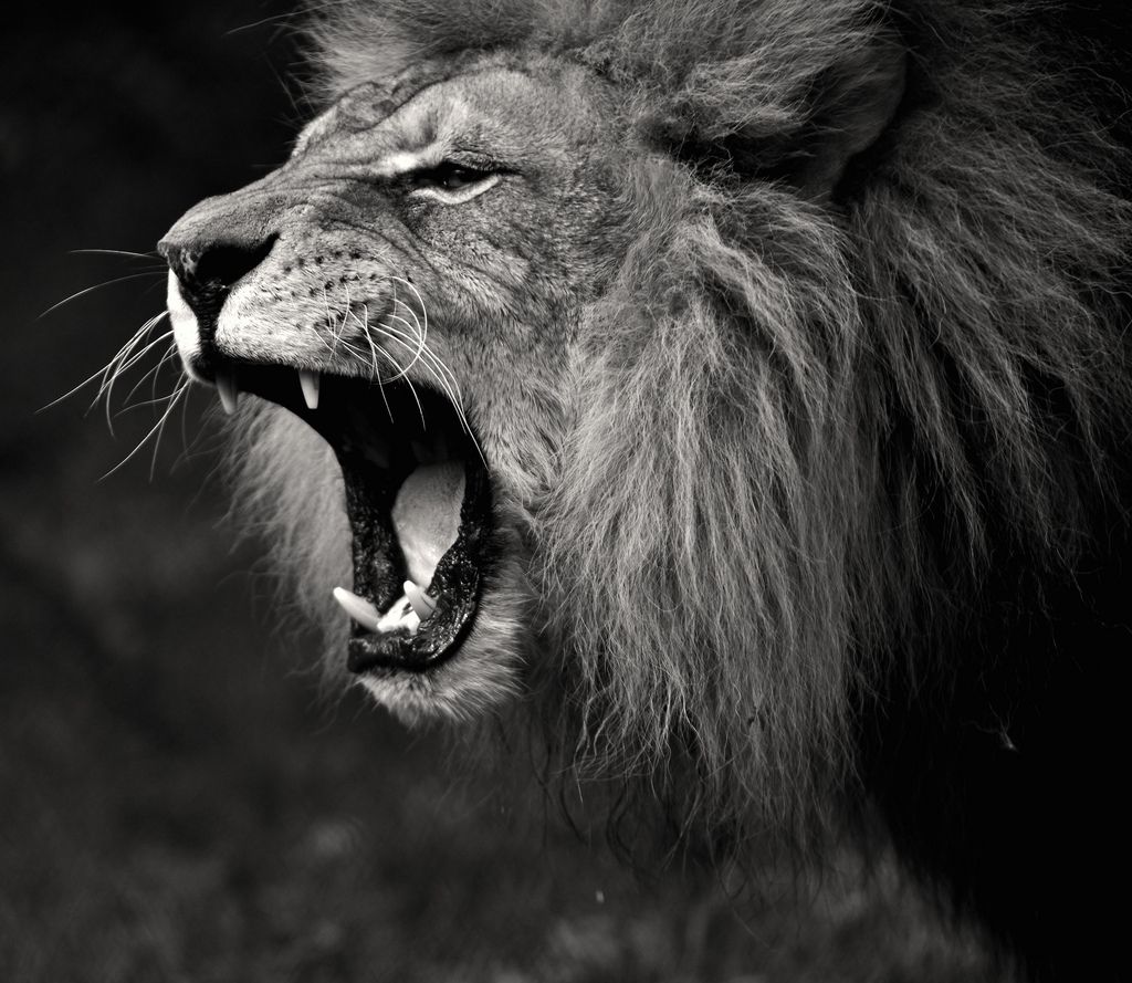 Free download Lion Roar Black And White wallpaper [1024x889] for your Desktop, Mobile & Tablet. Explore Lion Roar Wallpaper. Lion Roar Wallpaper, Lion Roar Wallpaper, Katy Perry Roar Wallpaper