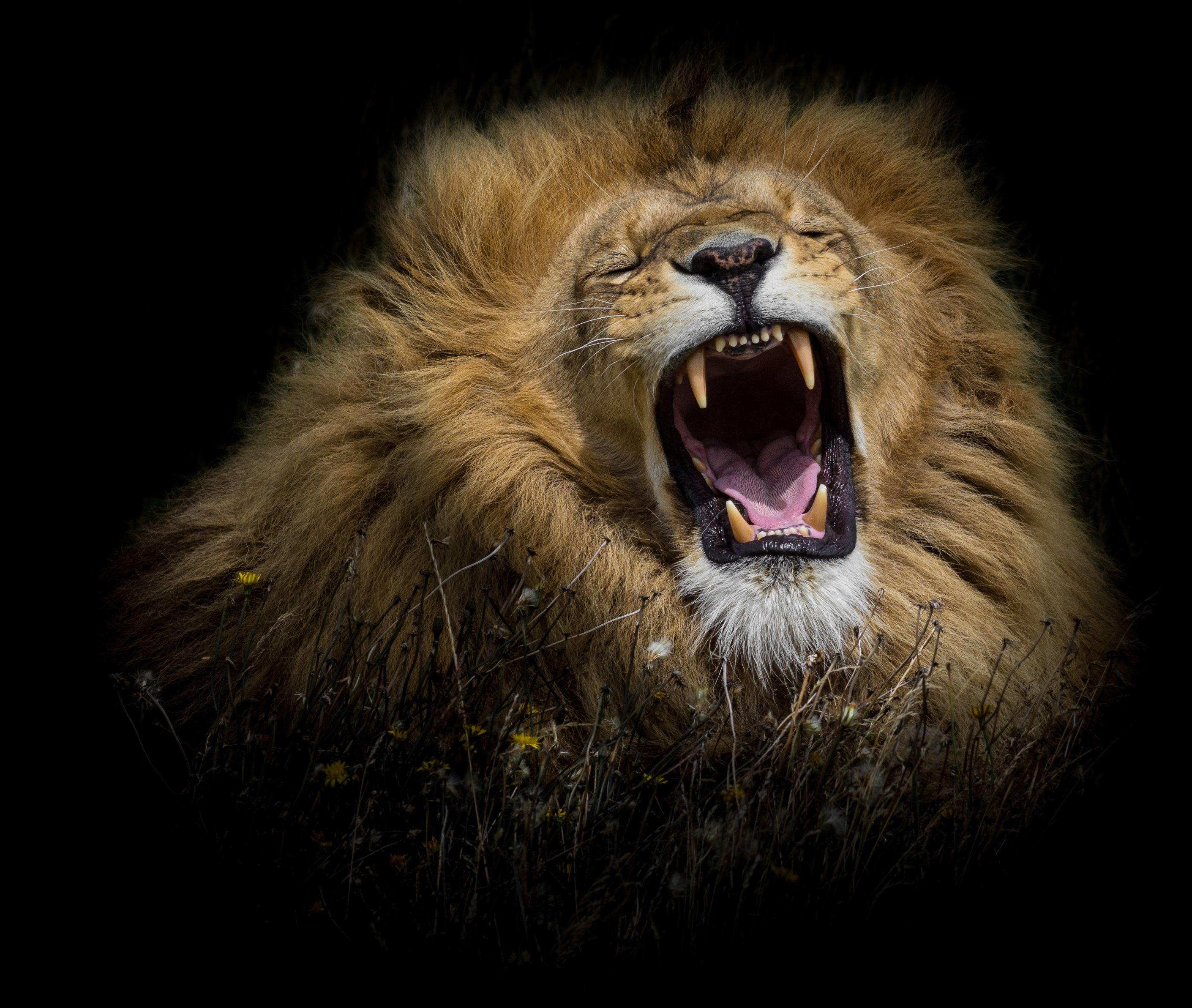 Male Lion Roaring Face