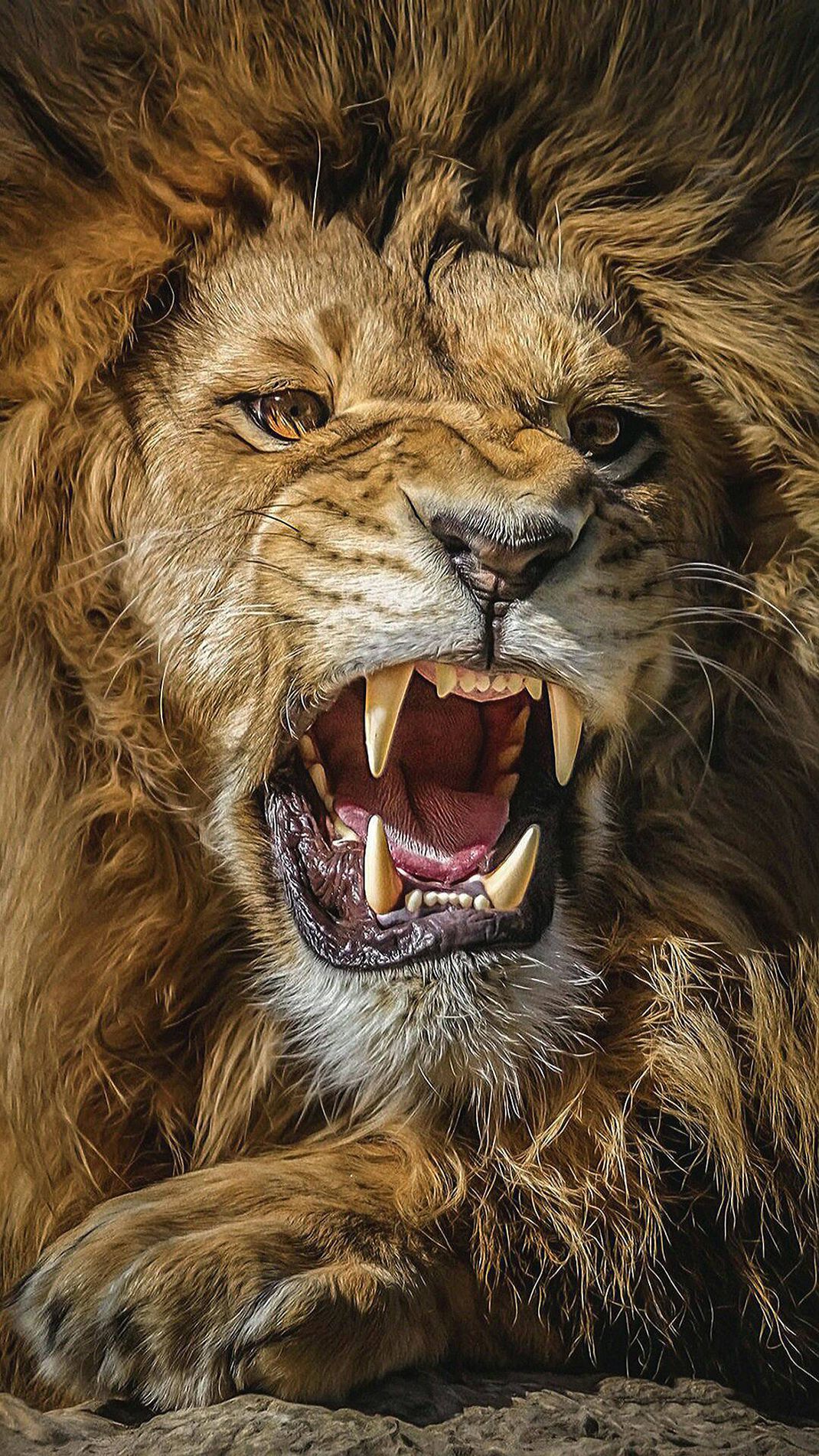 Lion Head Roaring Wallpaper