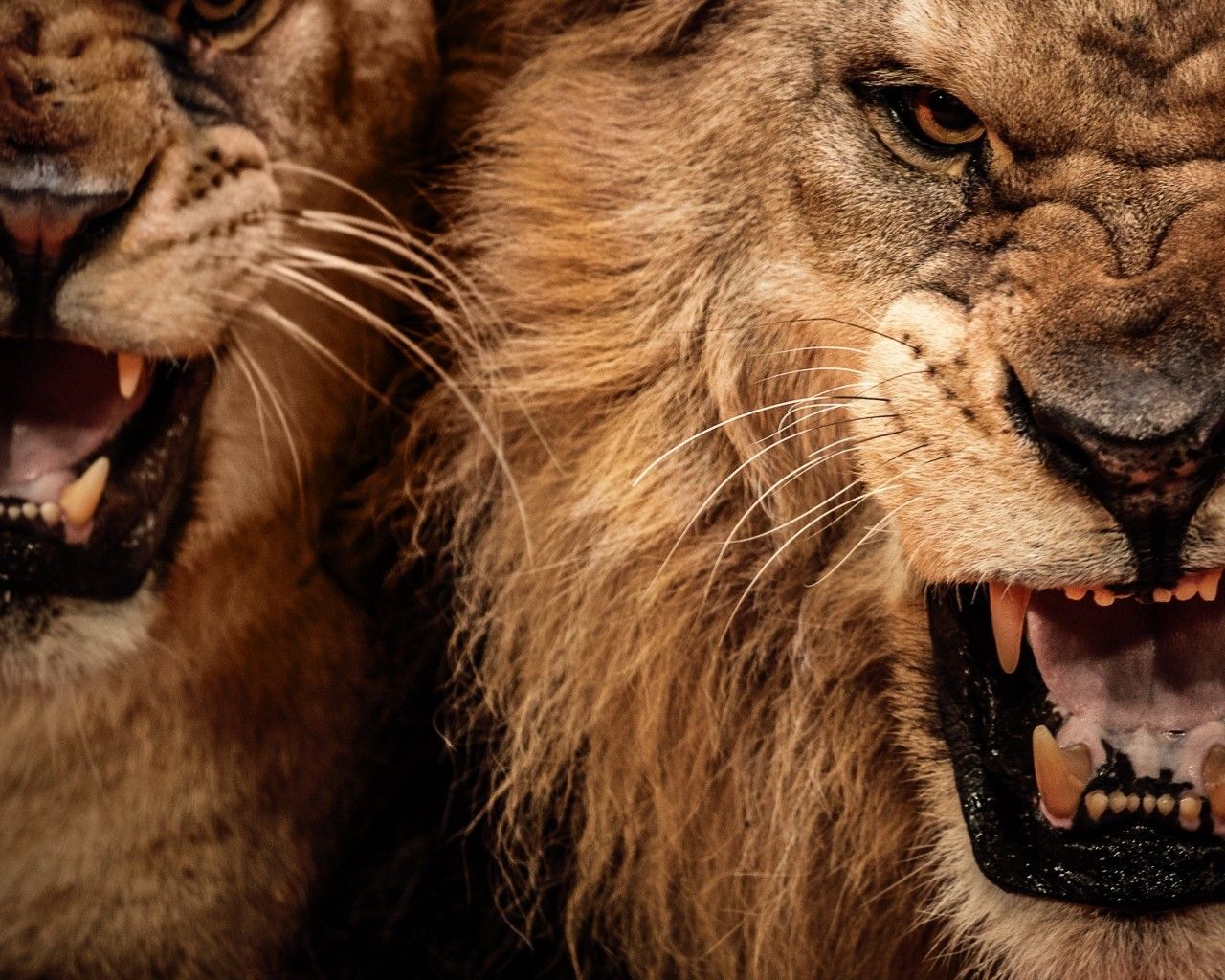 Download 1280x1024 Lion Roar, Predator, Fangs, Big Cats Wallpaper