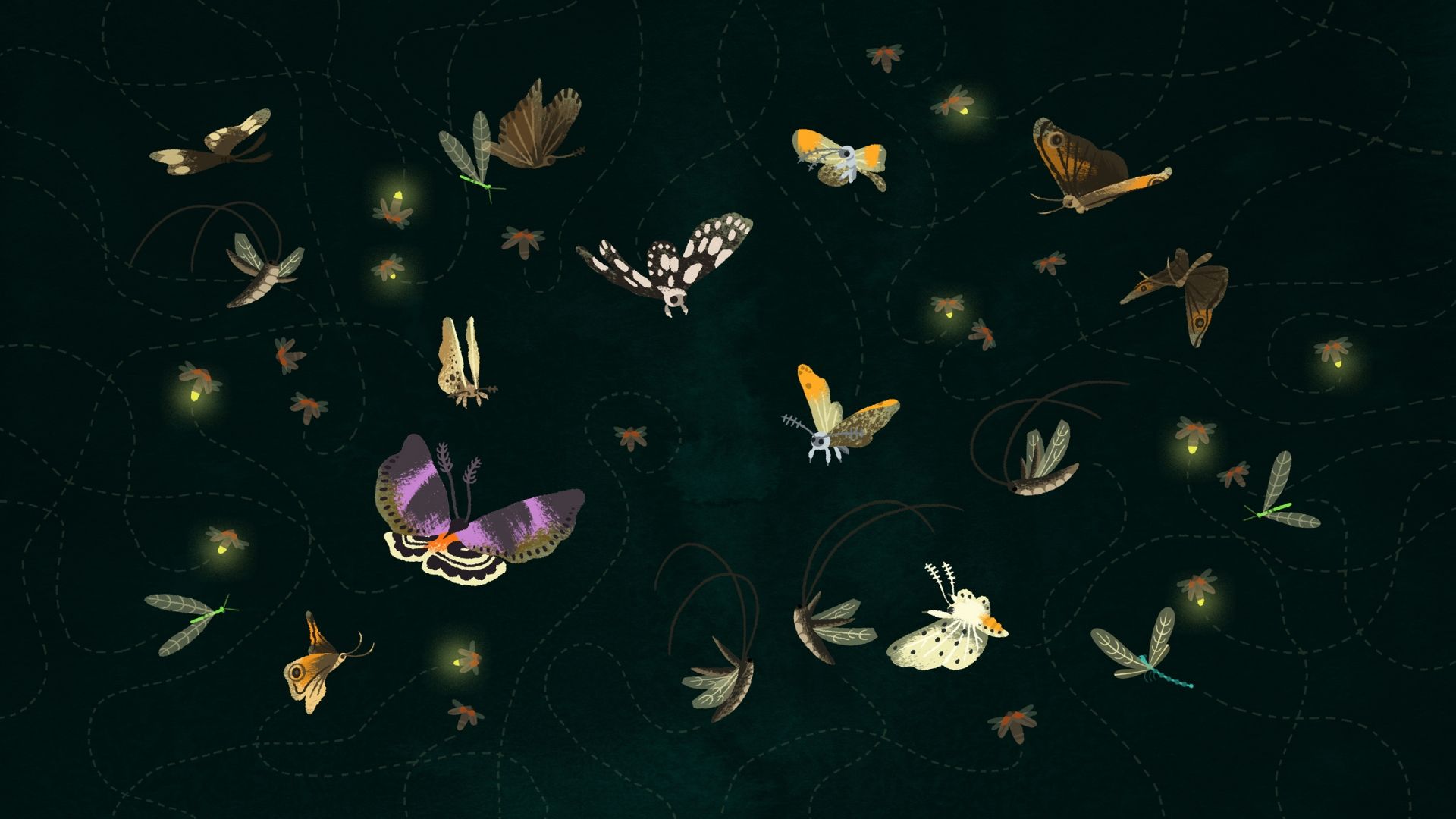 Free download Butterflies Moths and Fireflies Moths Wallpaper