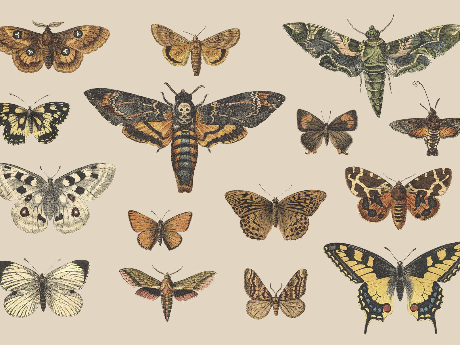 Butterflies and Moths Illustrations