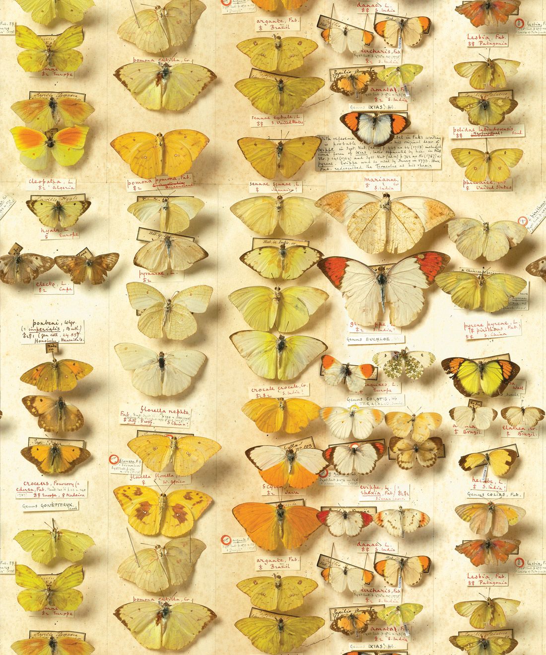 Lepidoptera Wallpaper • Vintage Butterflies Design