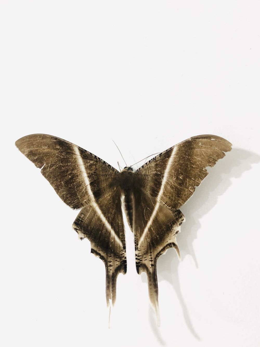 Moth Picture. Download Free Image