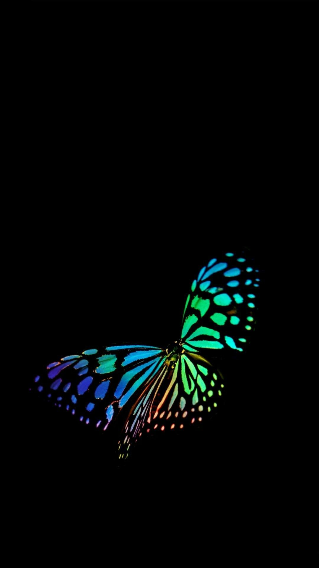 iPhone Wallpaper. Butterfly, Moths and butterflies, Insect, Light