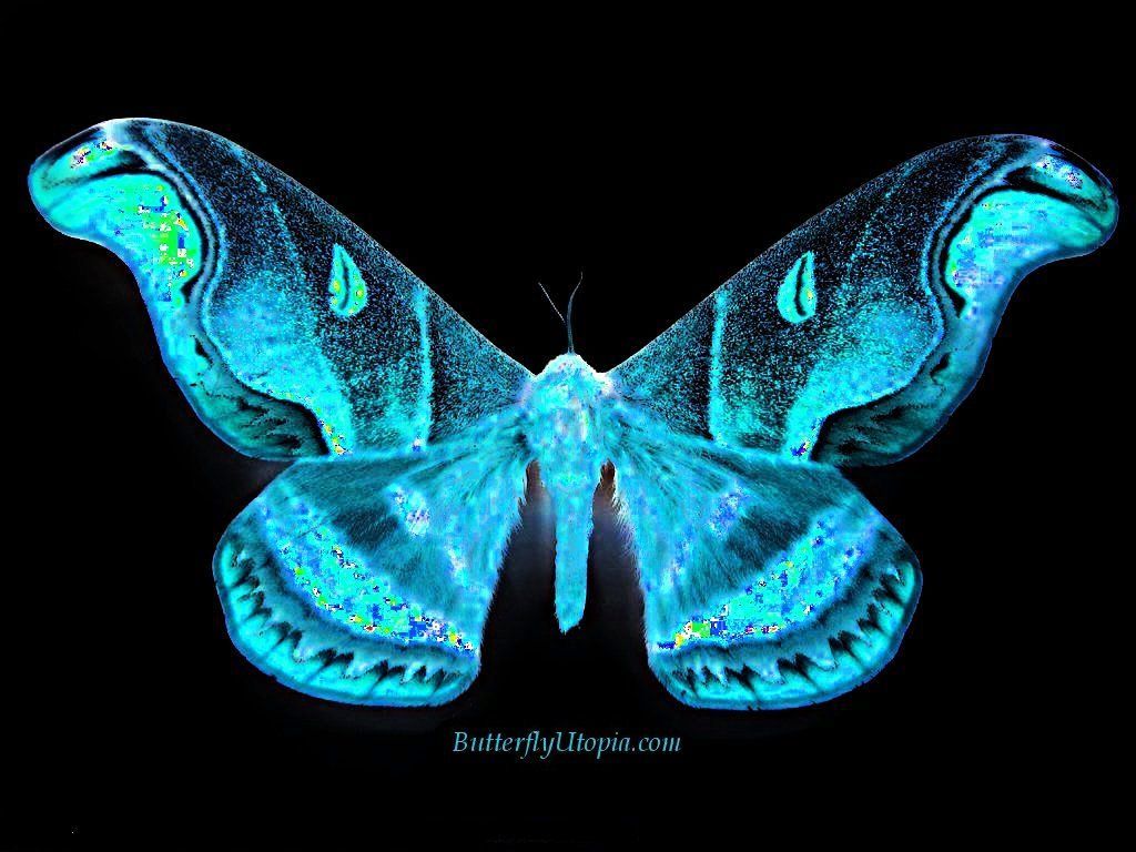 Free 3D Desktop Wallpaper Screensavers. Free Butterfly Wallpaper