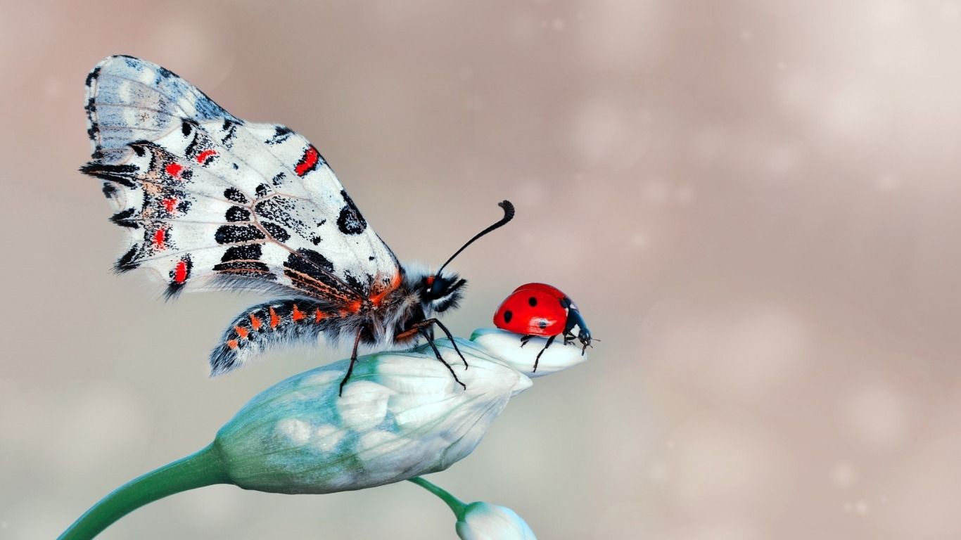 Butterflies And Moths Wallpapers - Wallpaper Cave