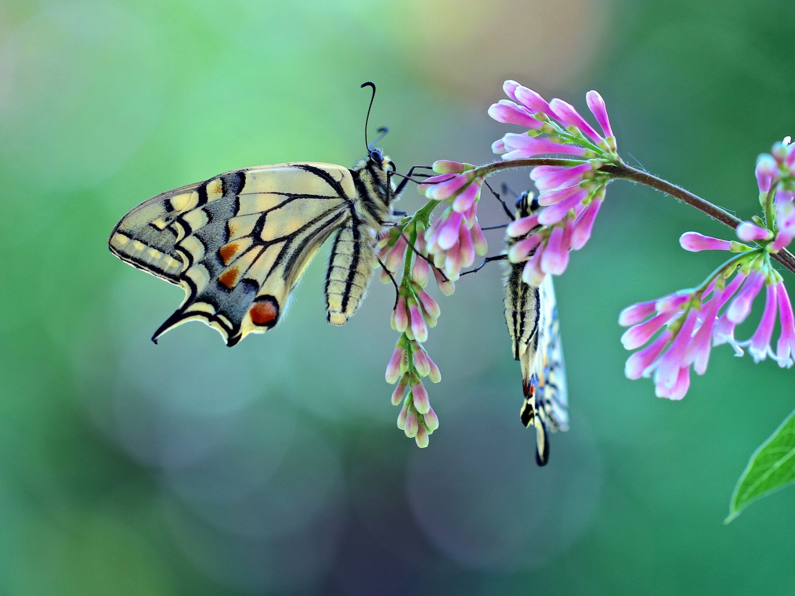 Butterflies And Moths Wallpapers - Wallpaper Cave