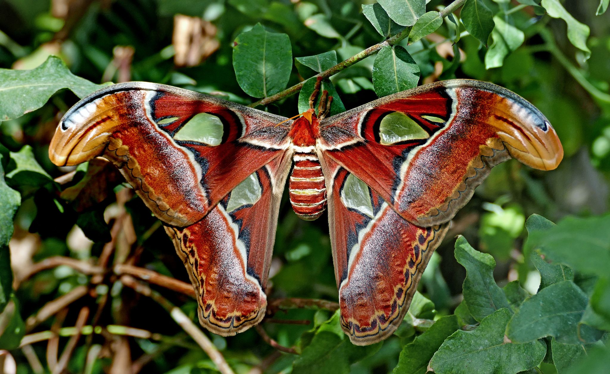 Atlas Moth (Attacus atlas) HD Wallpaper. Background Image