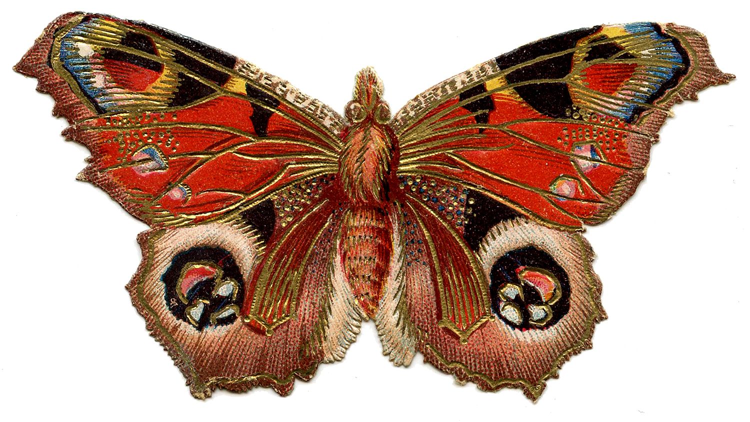 Moth Wallpaper HD Butterflies And Moths, Download