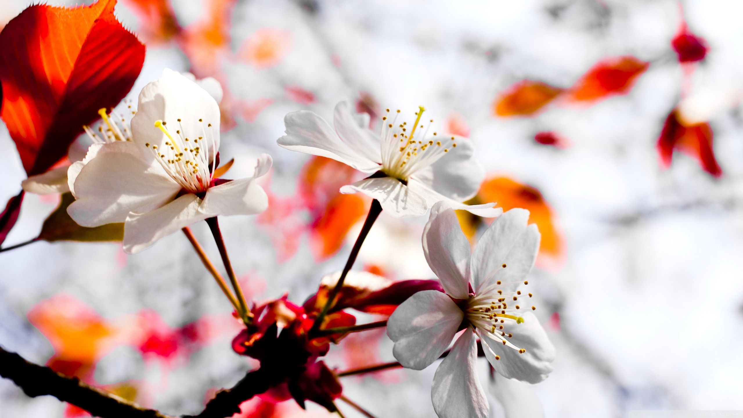Free download Spring Season Flowers 4K HD Desktop Wallpaper for 4K