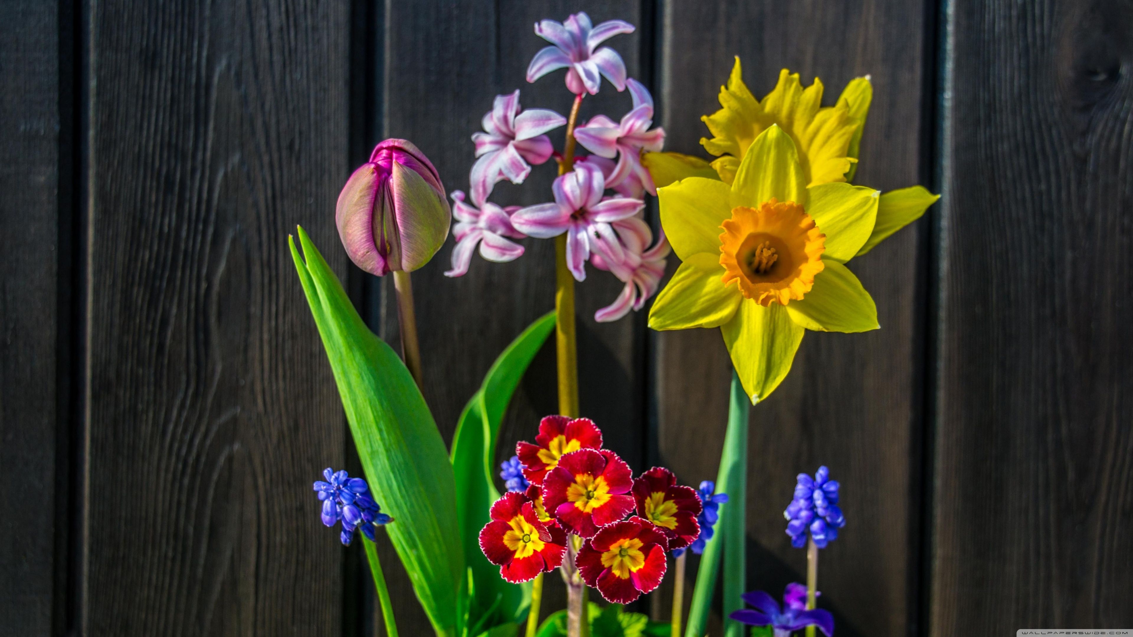 Spring Flowers Background Ultra HD Desktop Background Wallpaper