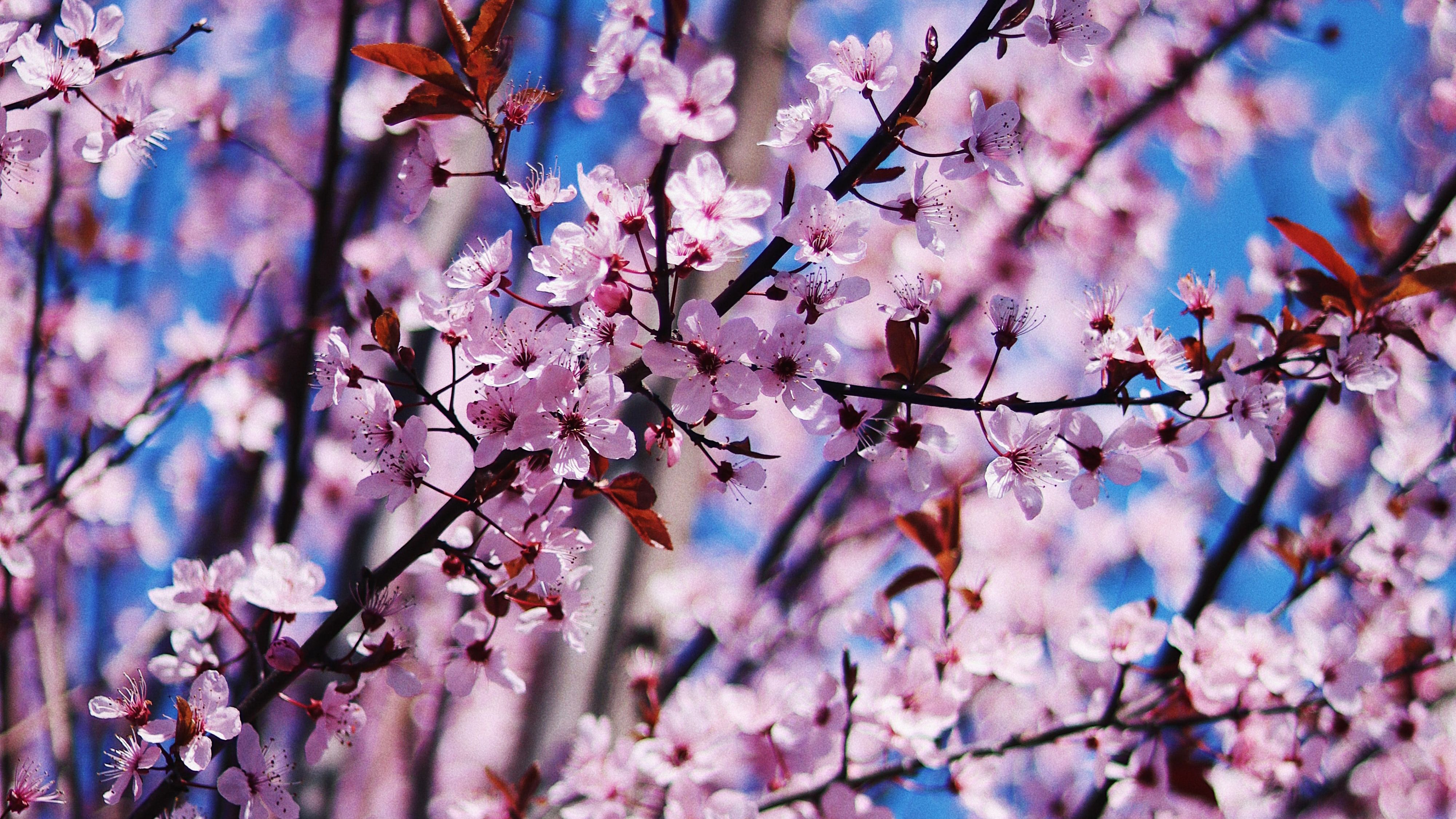 Cherry blossom Spring Flowers 4K Wallpaper
