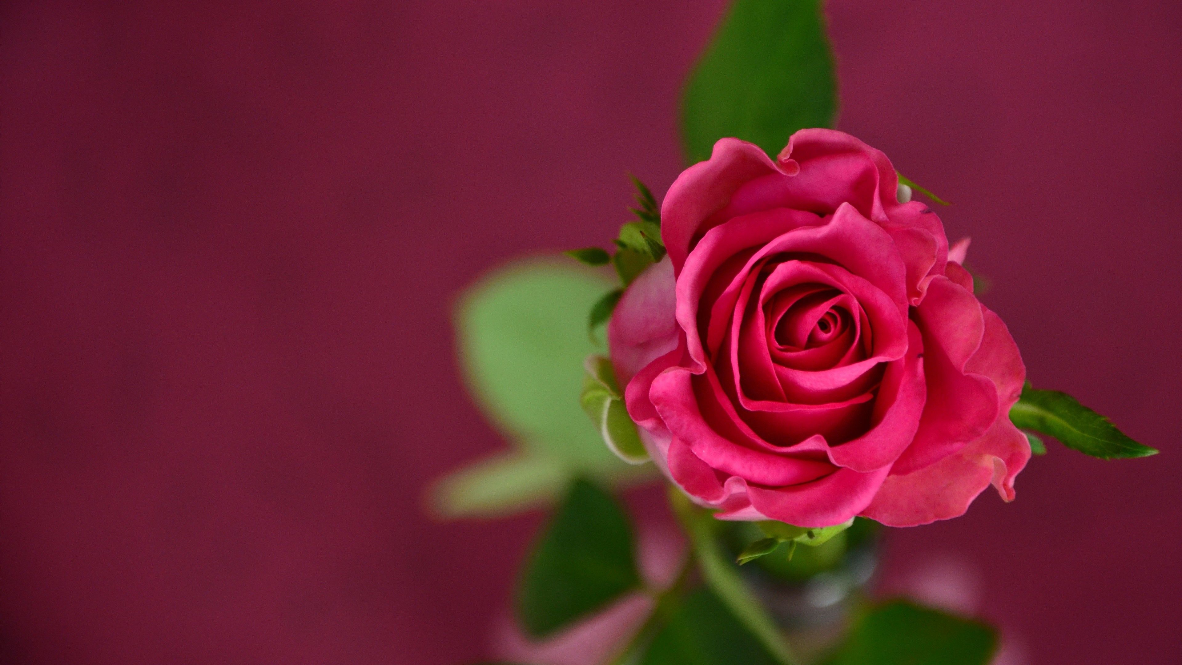 Wallpaper rose, 4k, HD wallpaper, pink, spring, flower, Nature