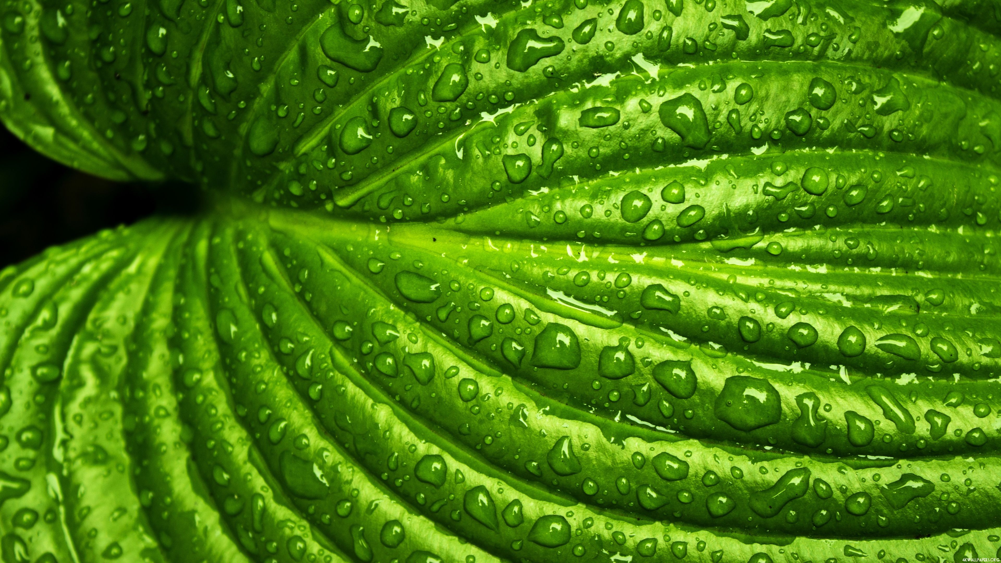 4K Green Wet Leaf Close Up Wallpaper