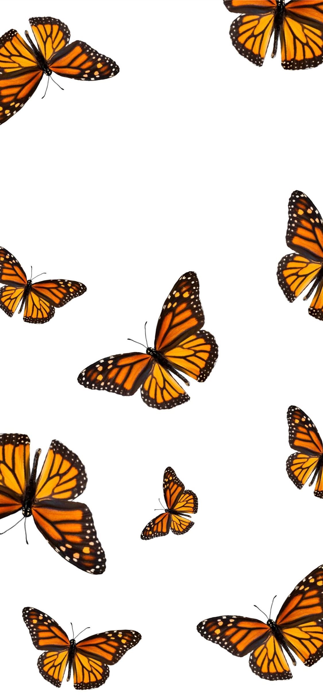 Best butterfly iPhone 11 Wallpaper HD