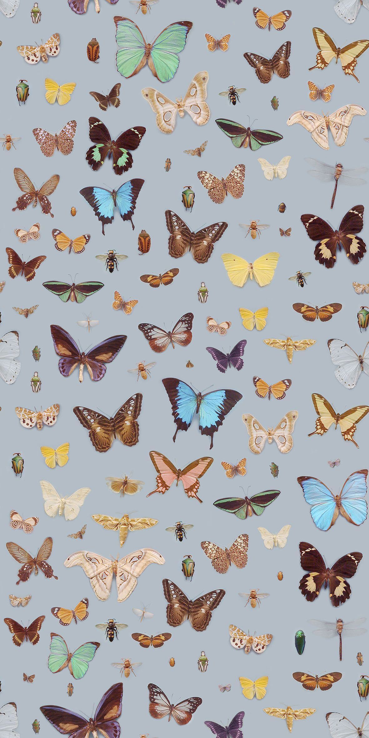 Aesthetic Butterfly, iPhone, Desktop HD