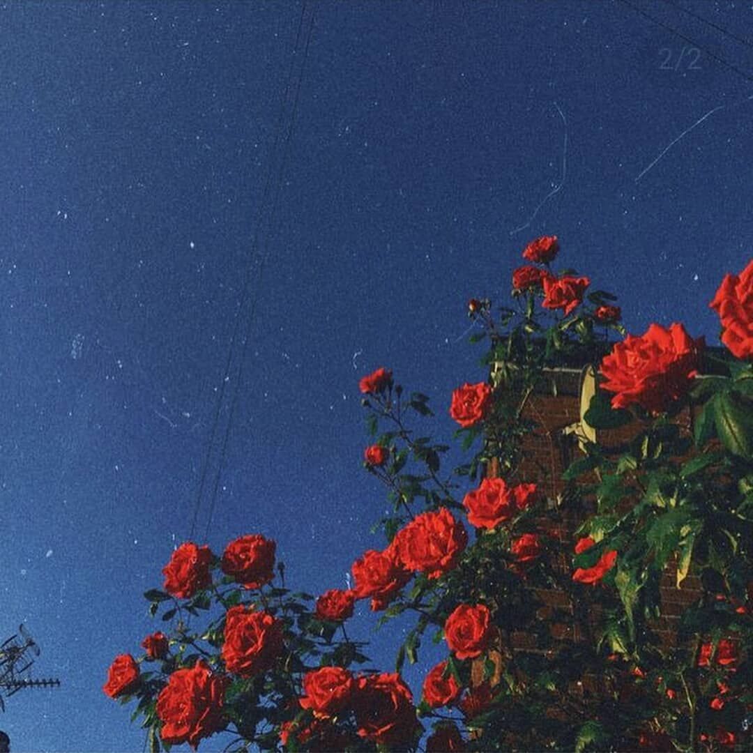 i love the aesthetic of the picture and how the filter goes with the roses perfectly. Flower aesthetic, Red aesthetic, Aesthetic background