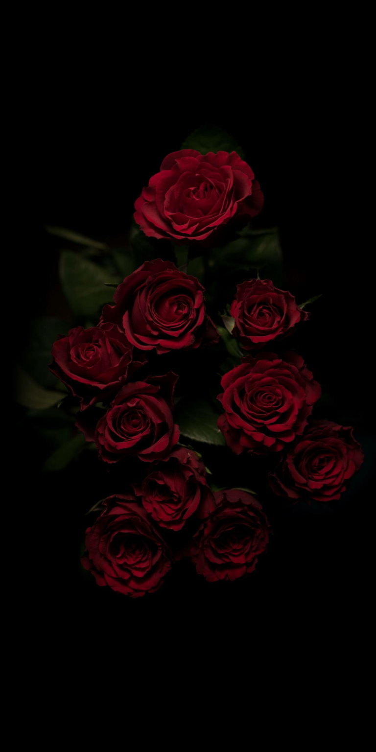 garden roses, red, rose, flower, floribunda, rose family, iphone