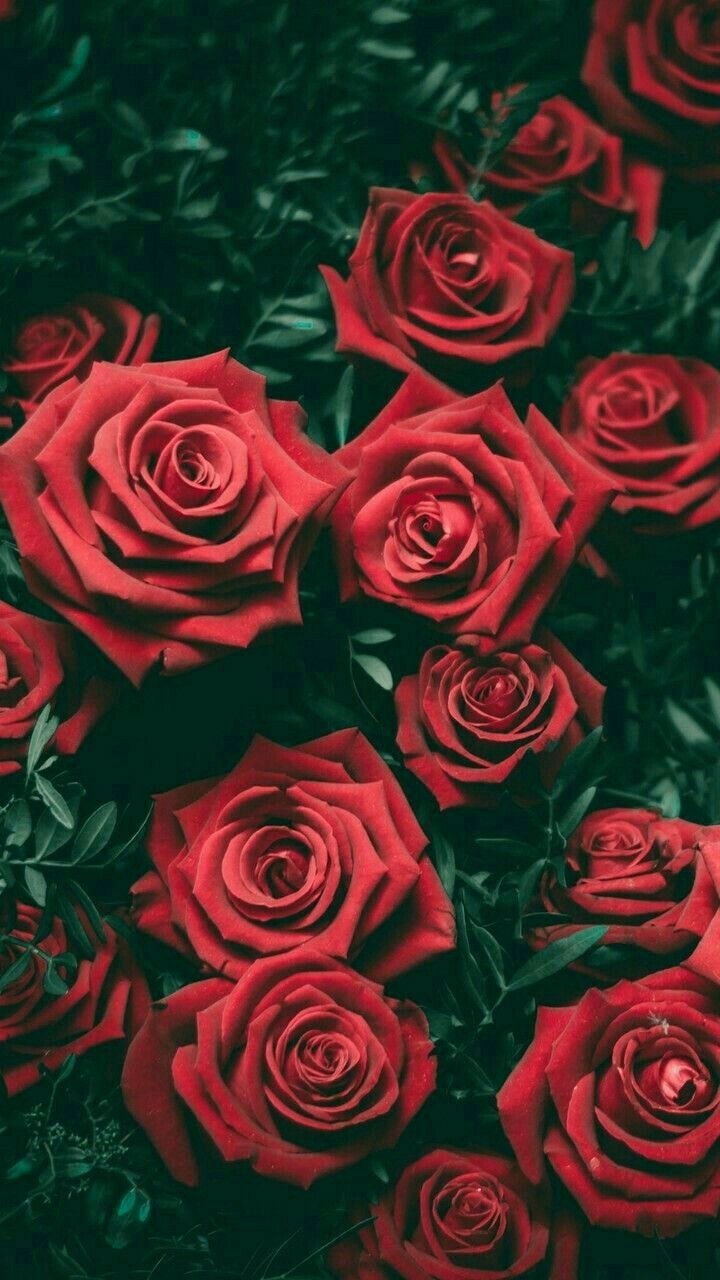 Amor. Red roses wallpaper, Flower iphone