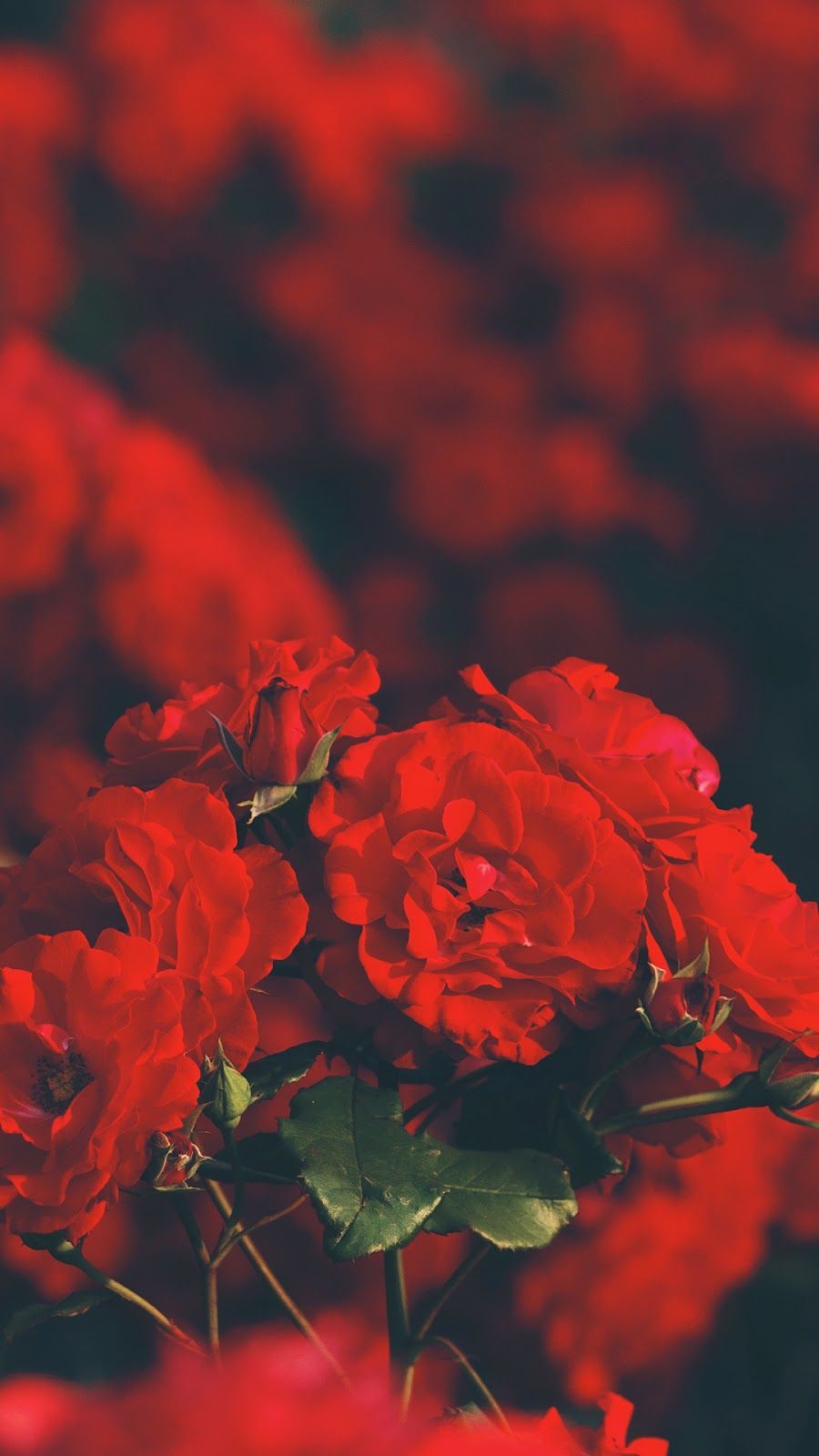 red rose wallpaper. Rose wallpaper, Red wallpaper, Red roses