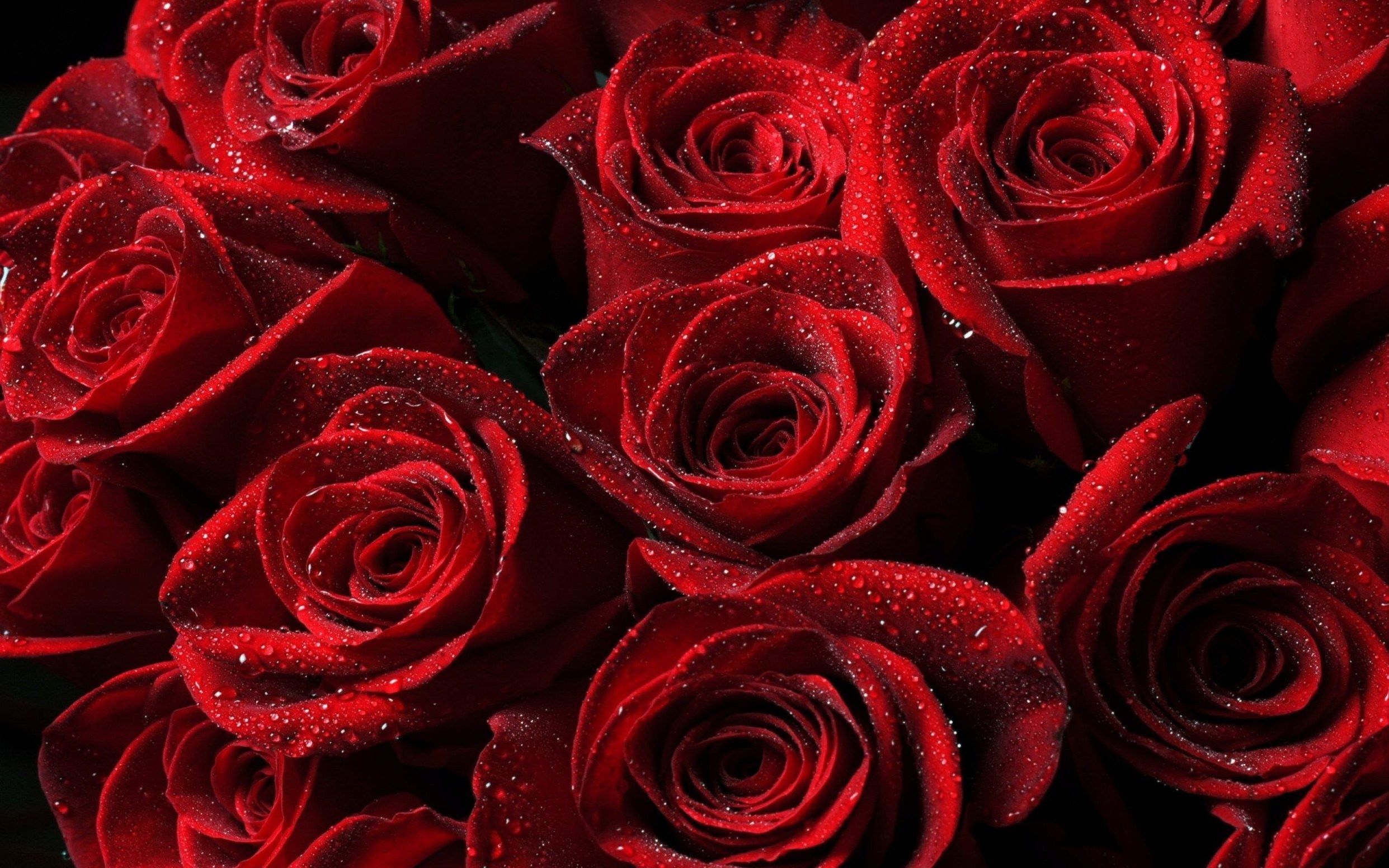 Red Roses Aesthetic Wallpapers - Wallpaper Cave