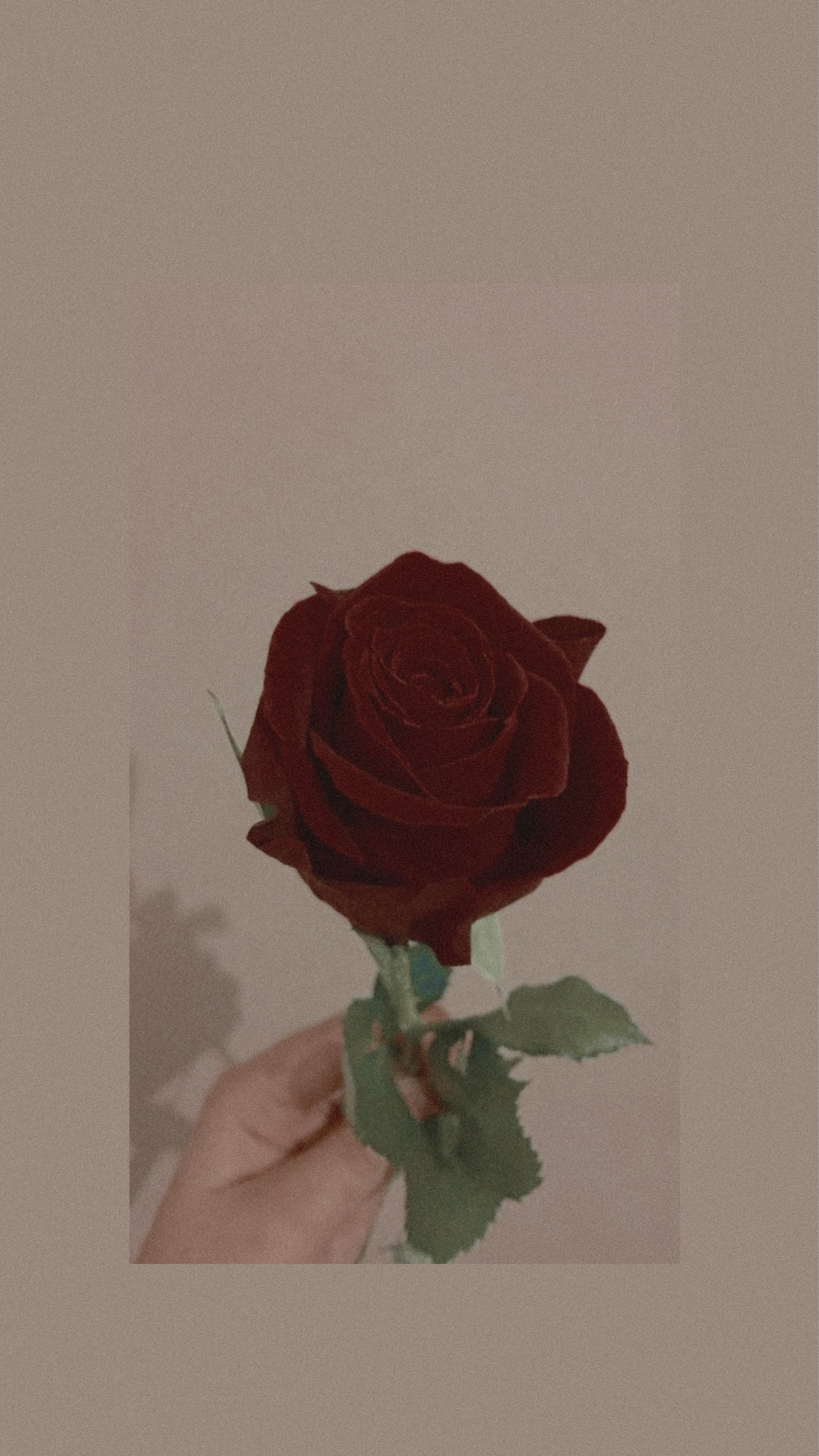 roses red aesthetic beauitful soft Image