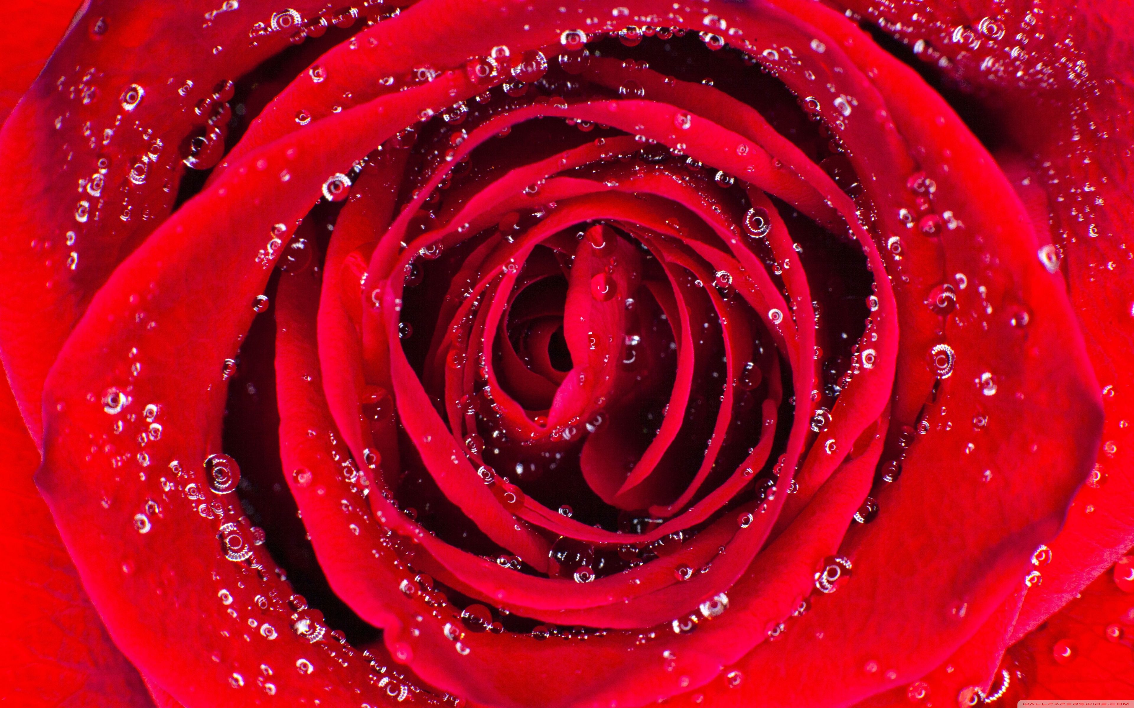 Rose Aesthetic Ultra HD Desktop Background Wallpaper for 4K UHD TV