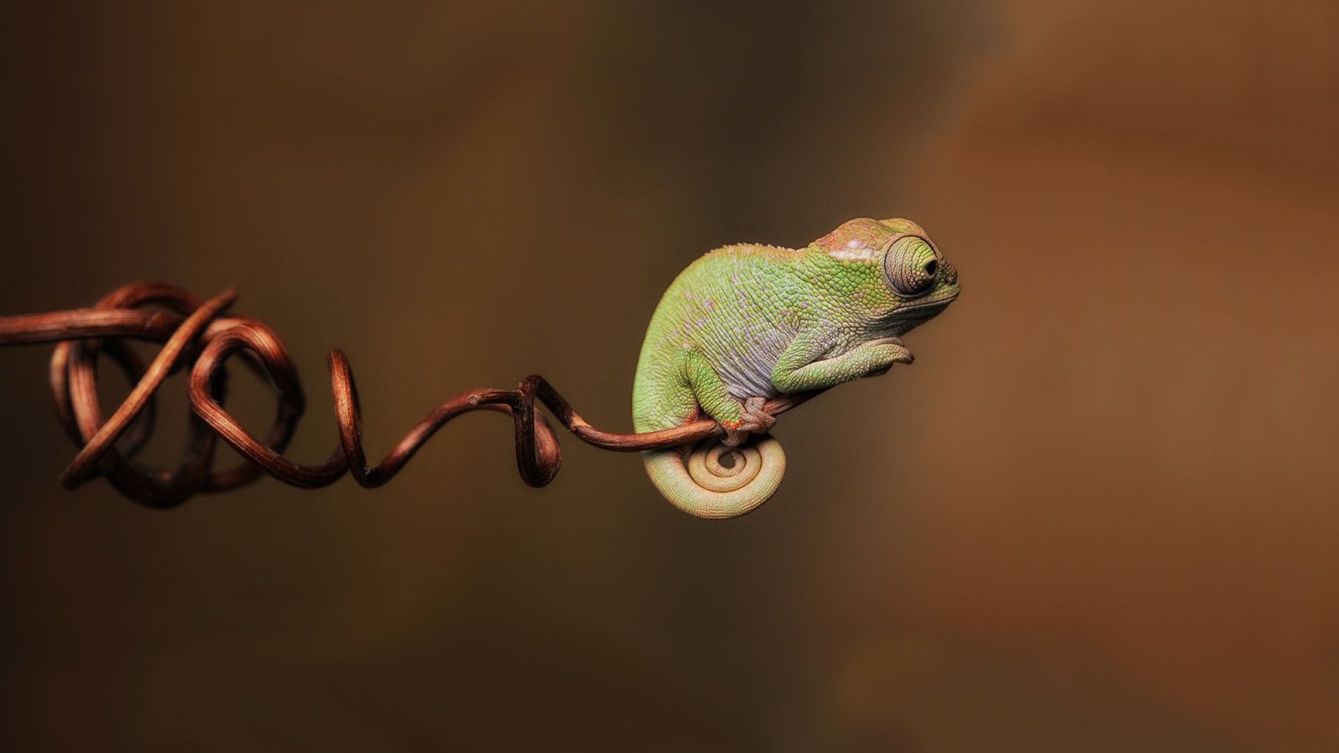 Chameleon Wallpaper, Best Chameleon Wallpaper