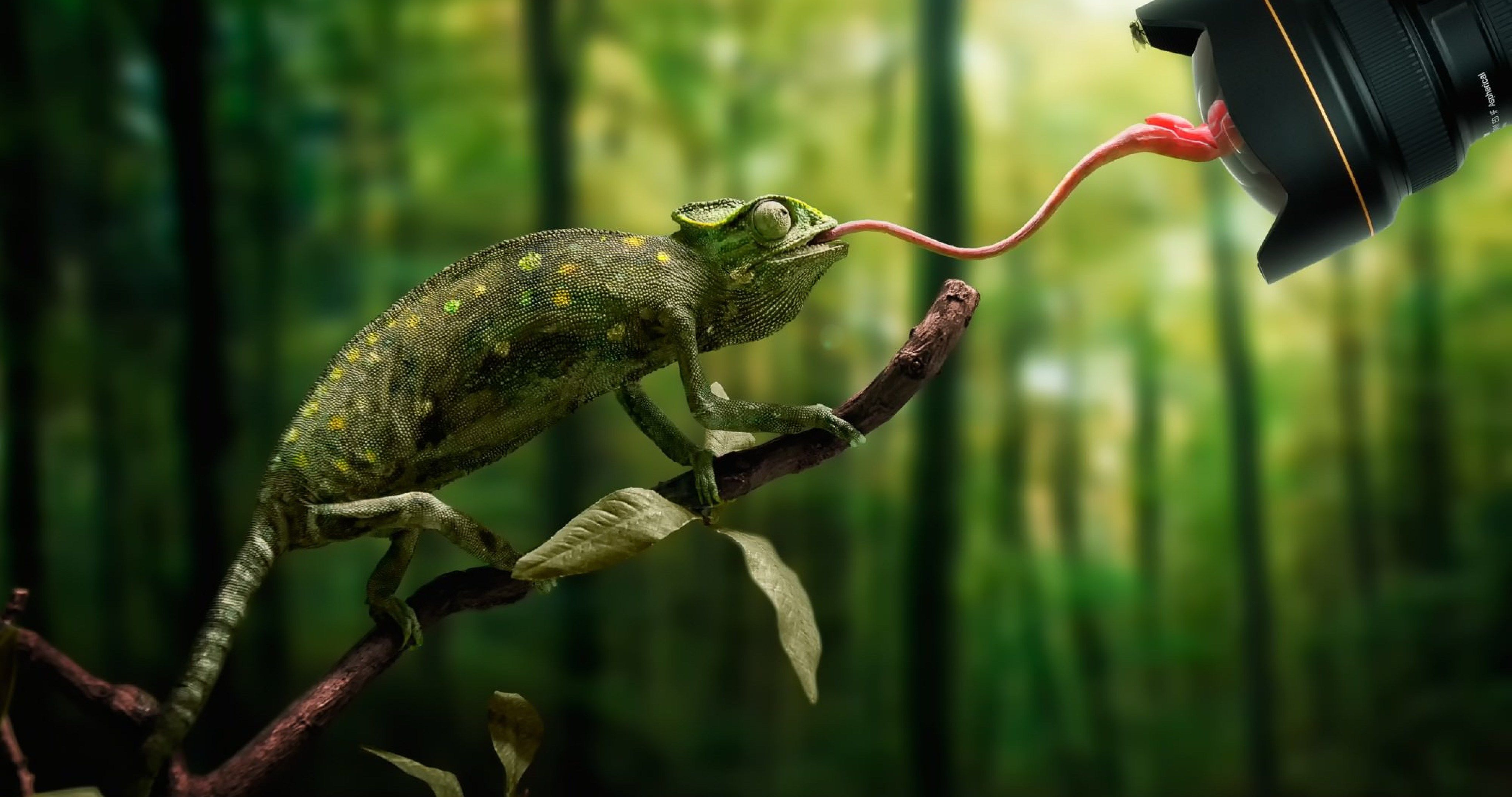 funny chameleon 4k ultra HD wallpaper High quality walls
