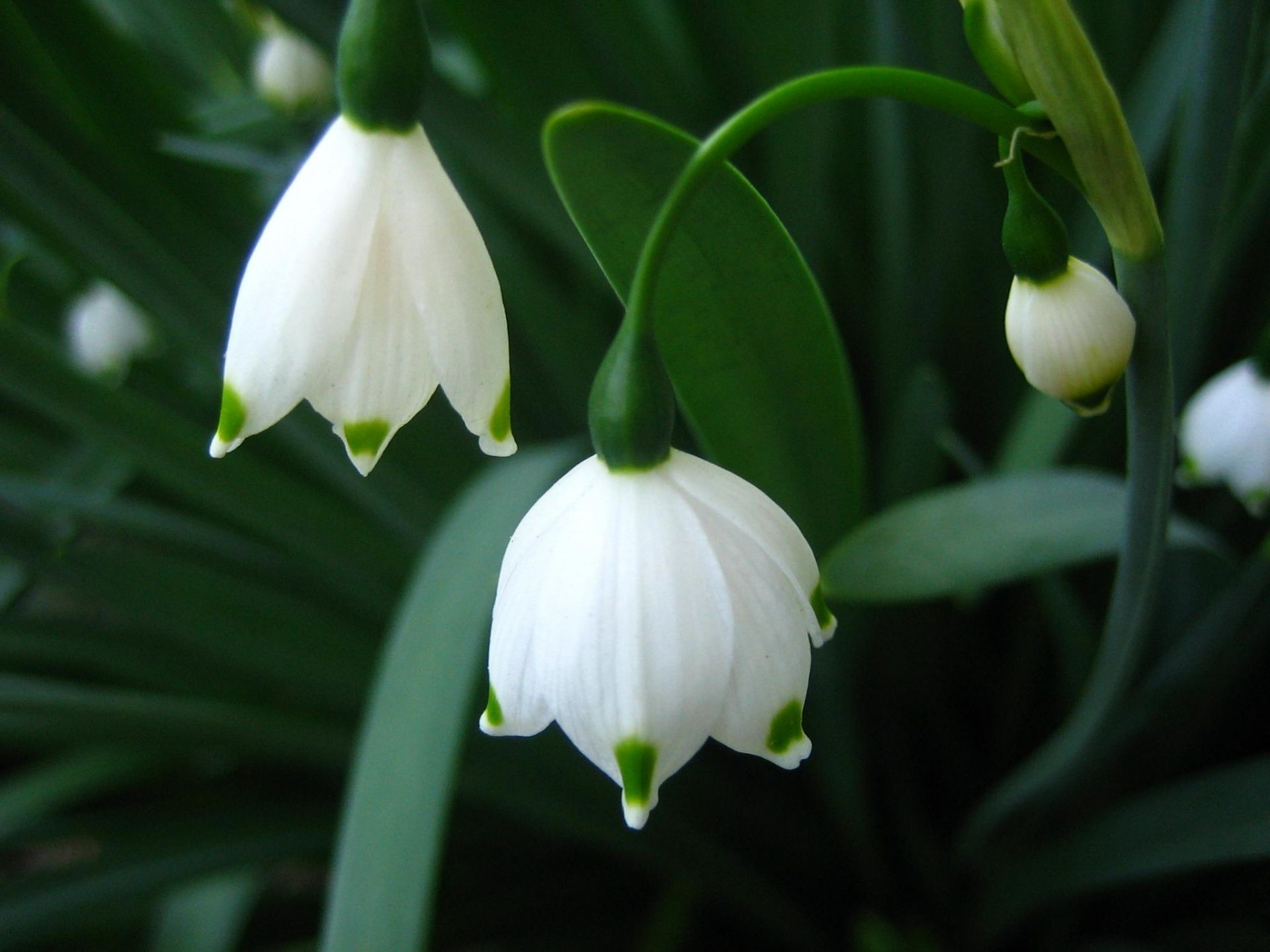 Bell Snowdrops. Beautiful flowers wallpaper, Flowers nature