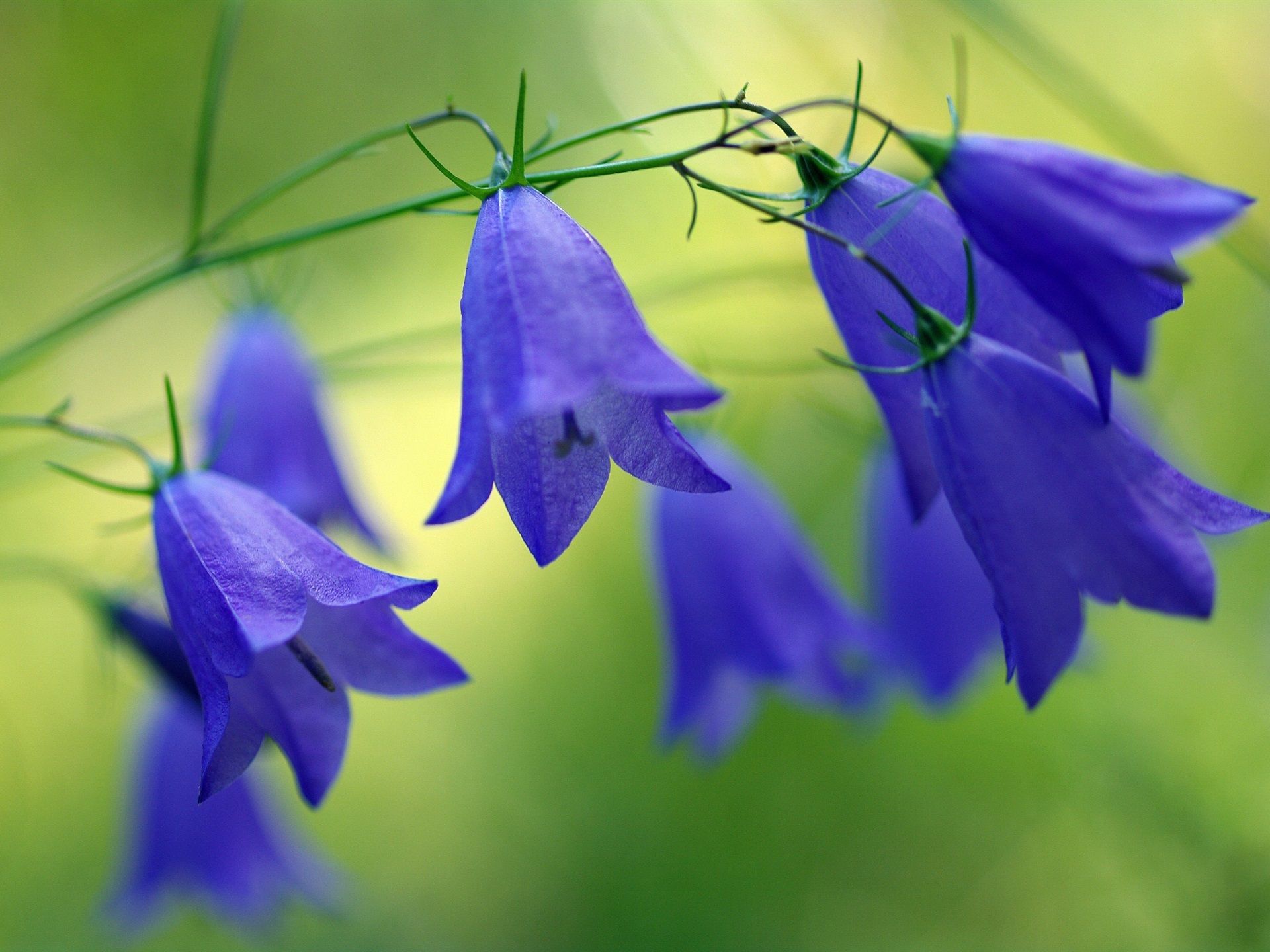 Blue Bells Flowers, Wildflowers 750x1334 IPhone 8 7 6 6S Wallpaper