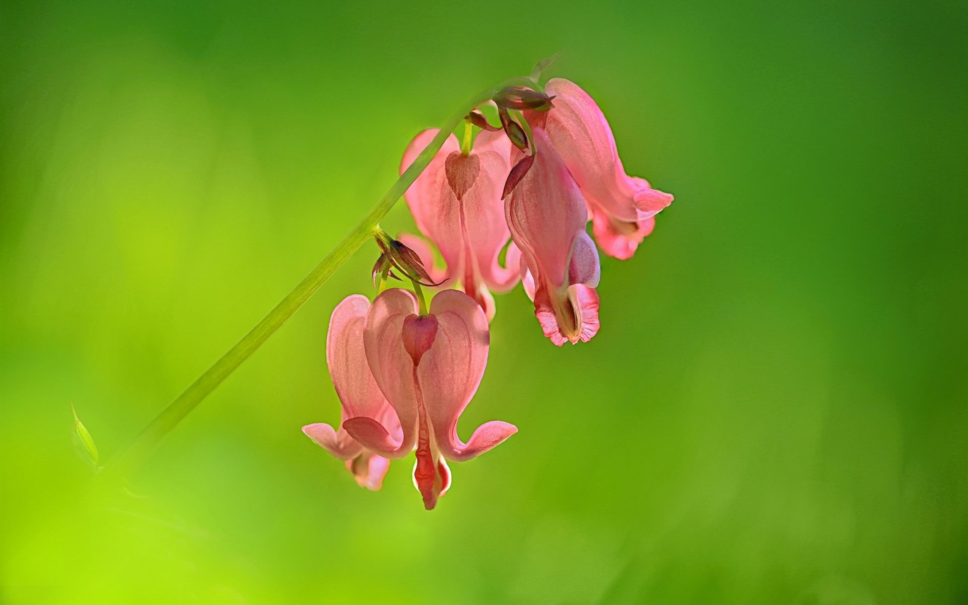 Wallpaper Pink bell flowers, green background 1920x1200 HD Picture