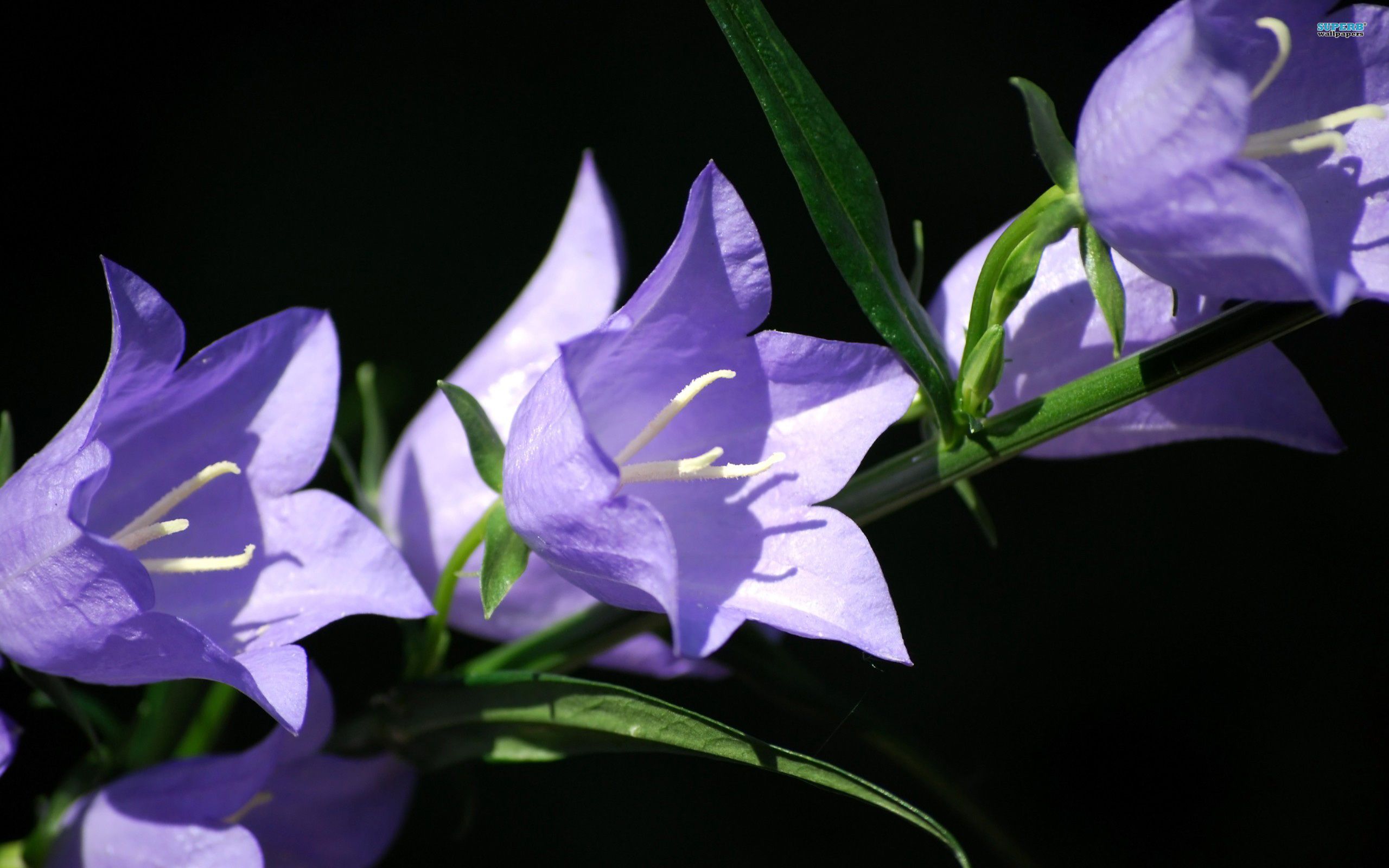 bellflowers, Flowers, Petals, Purple Wallpaper HD / Desktop
