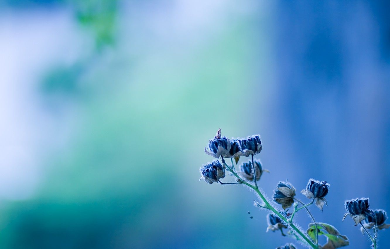Wallpaper flower, blue, bell, flower, texture, blue image