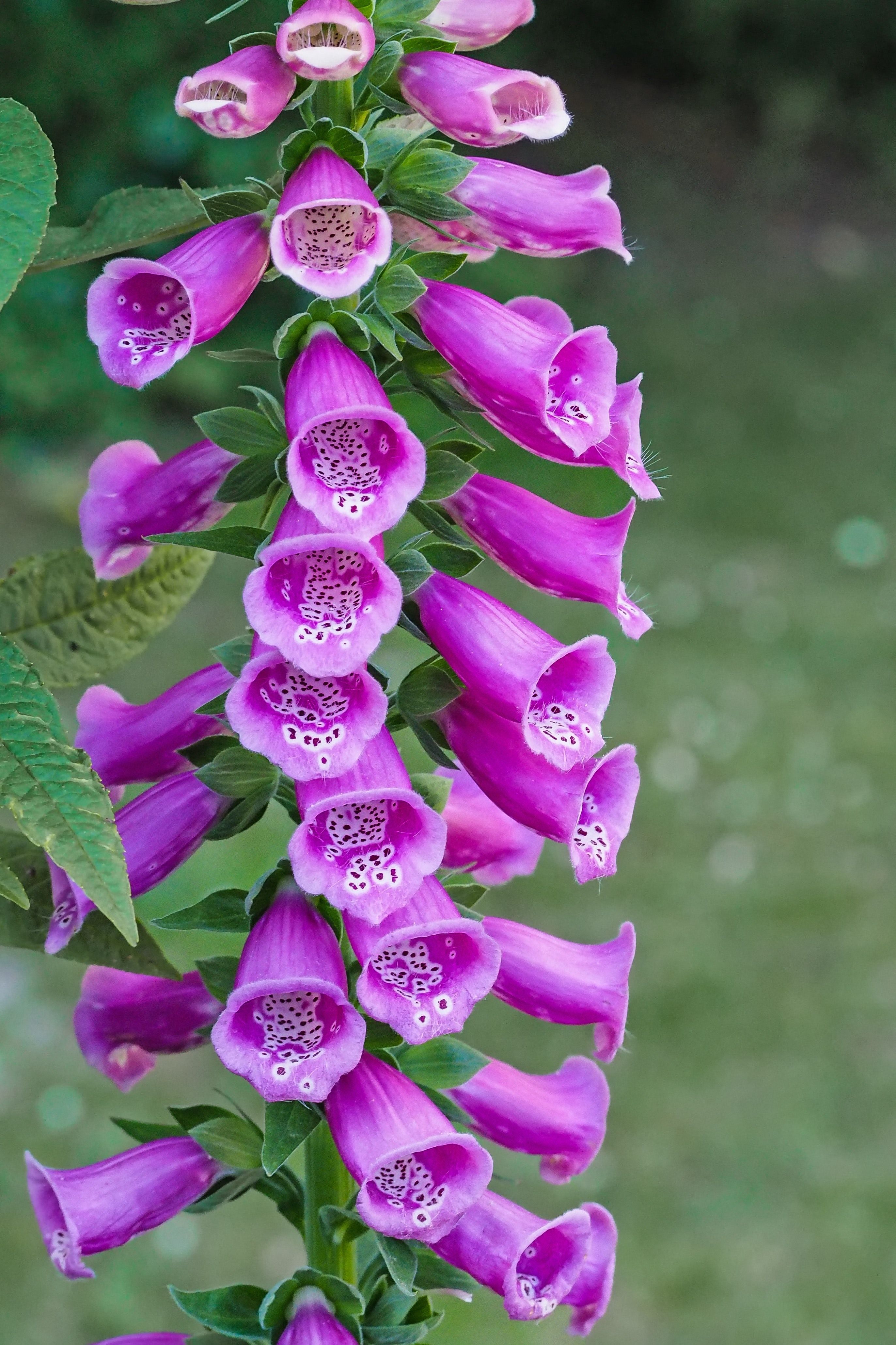 Purple Bell Flowers · Free