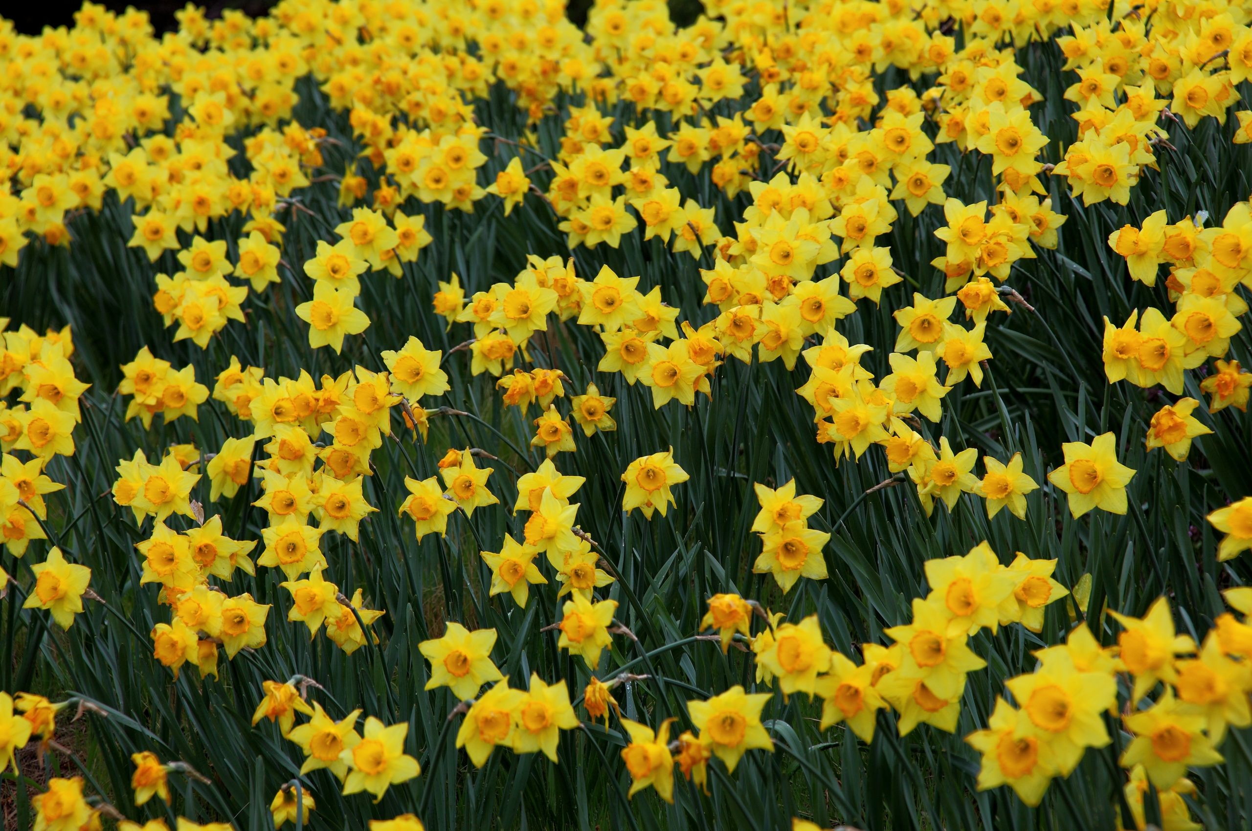 Free download Daffodil Easter Bell Flowers Flowers Nature Picture