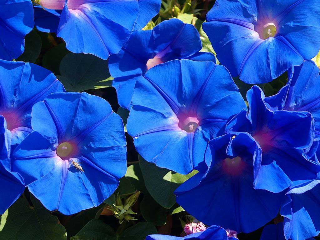 Free download Blue bell flower wallpaper down blue bell flower