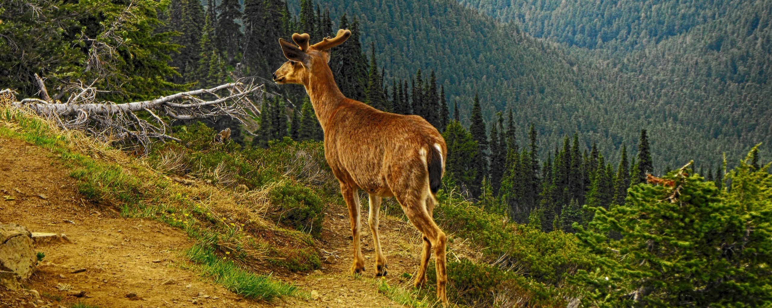 Download wallpaper 2560x1024 deer, mountain, forest, trees, grass