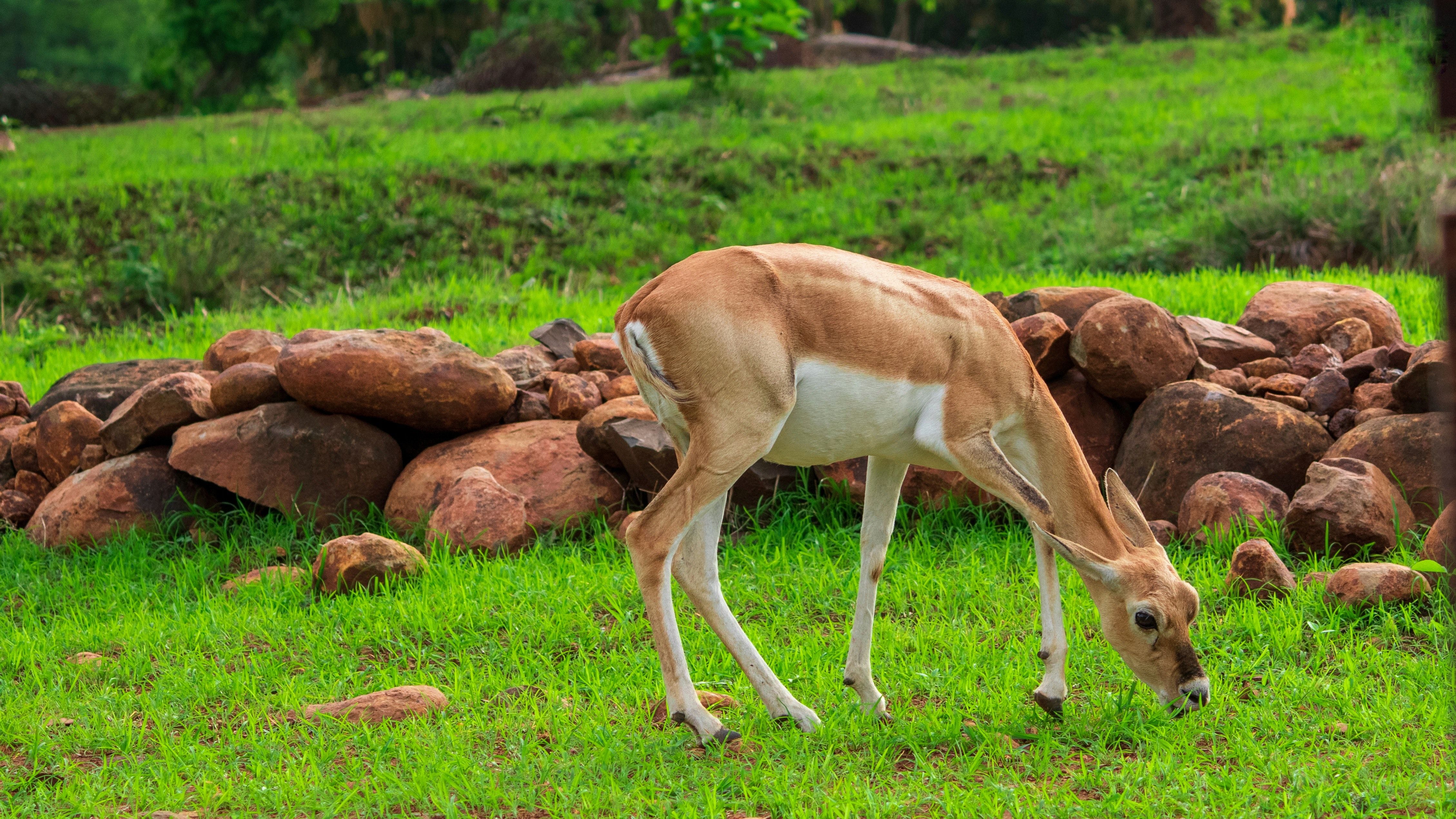 Free of deer, deers, forest